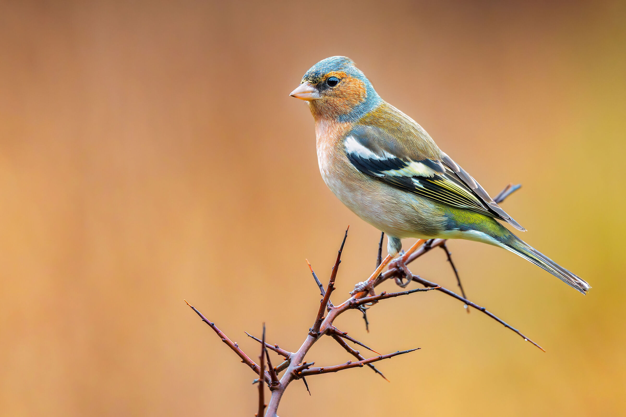 Finch M.
