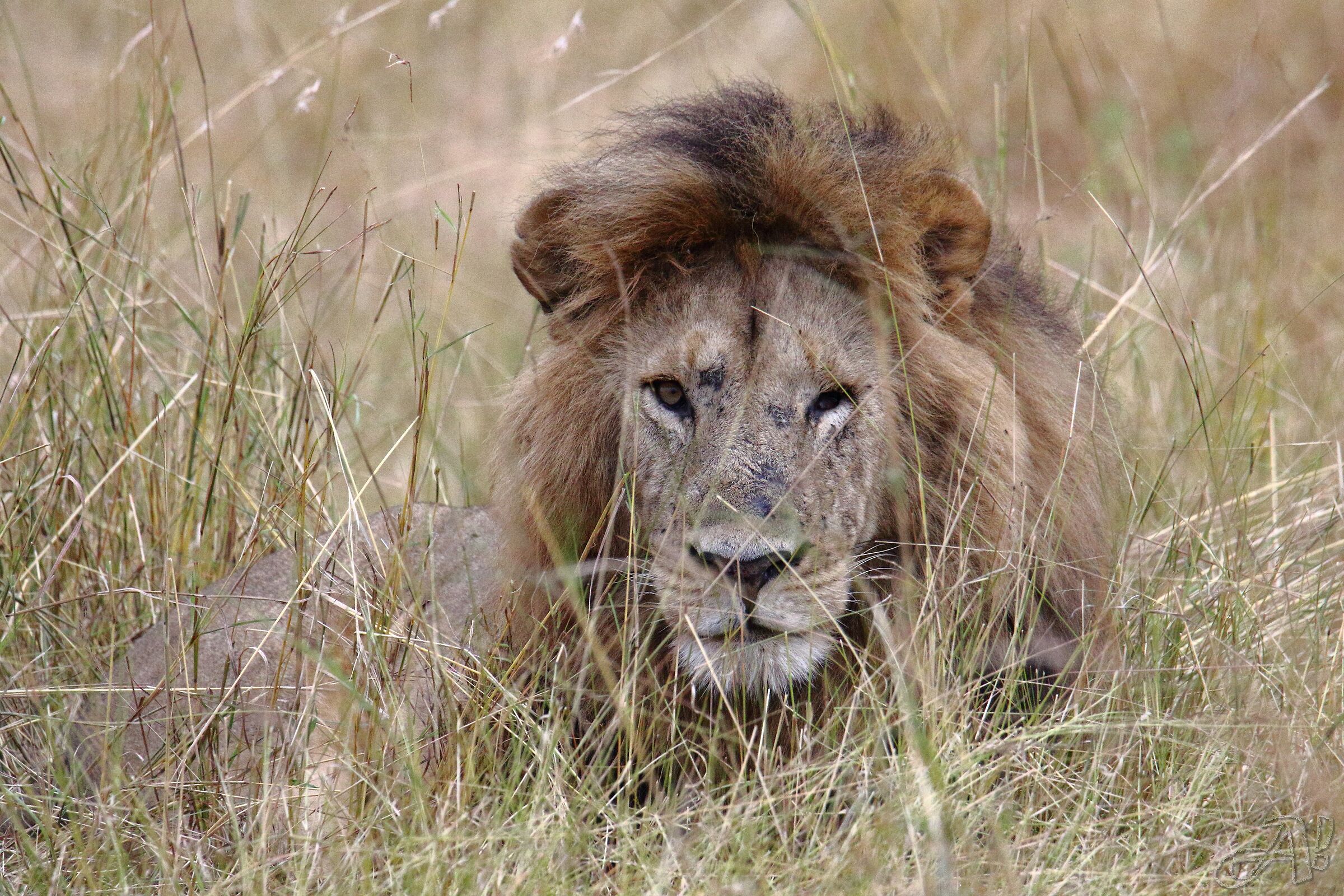 Leo