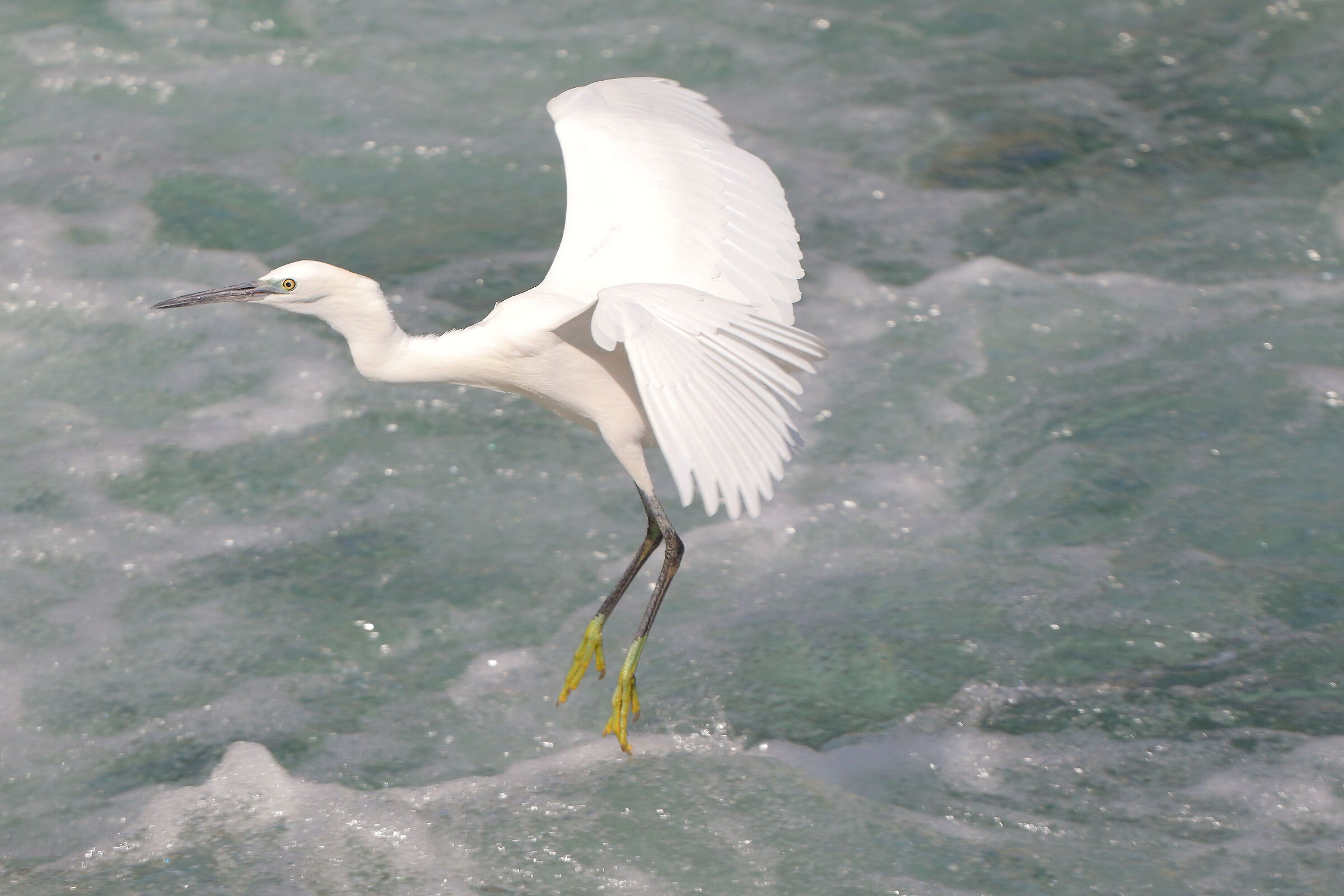 Garzetta 16 settembre 2025 - 0159