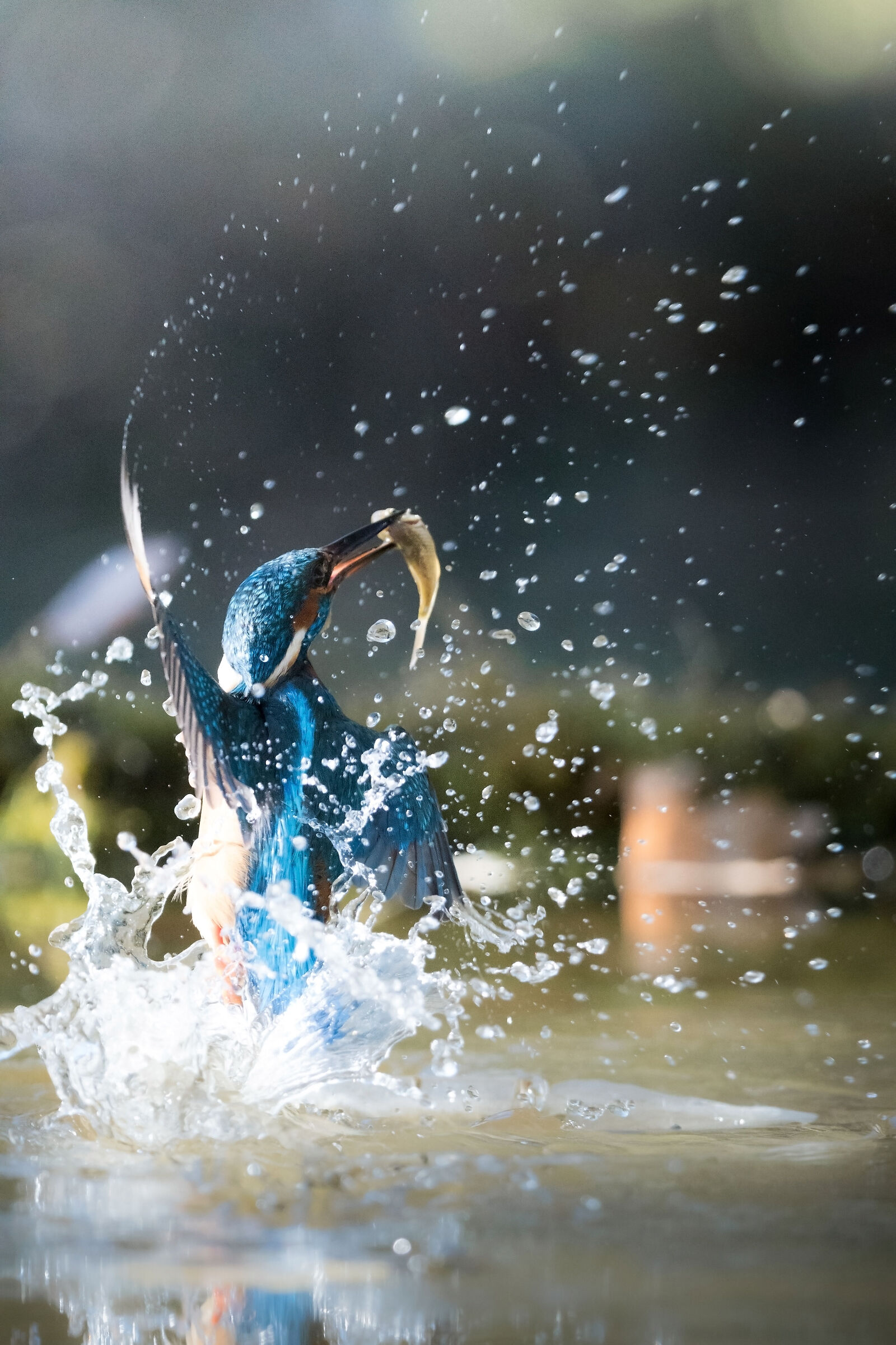 Il tuffo del Martino