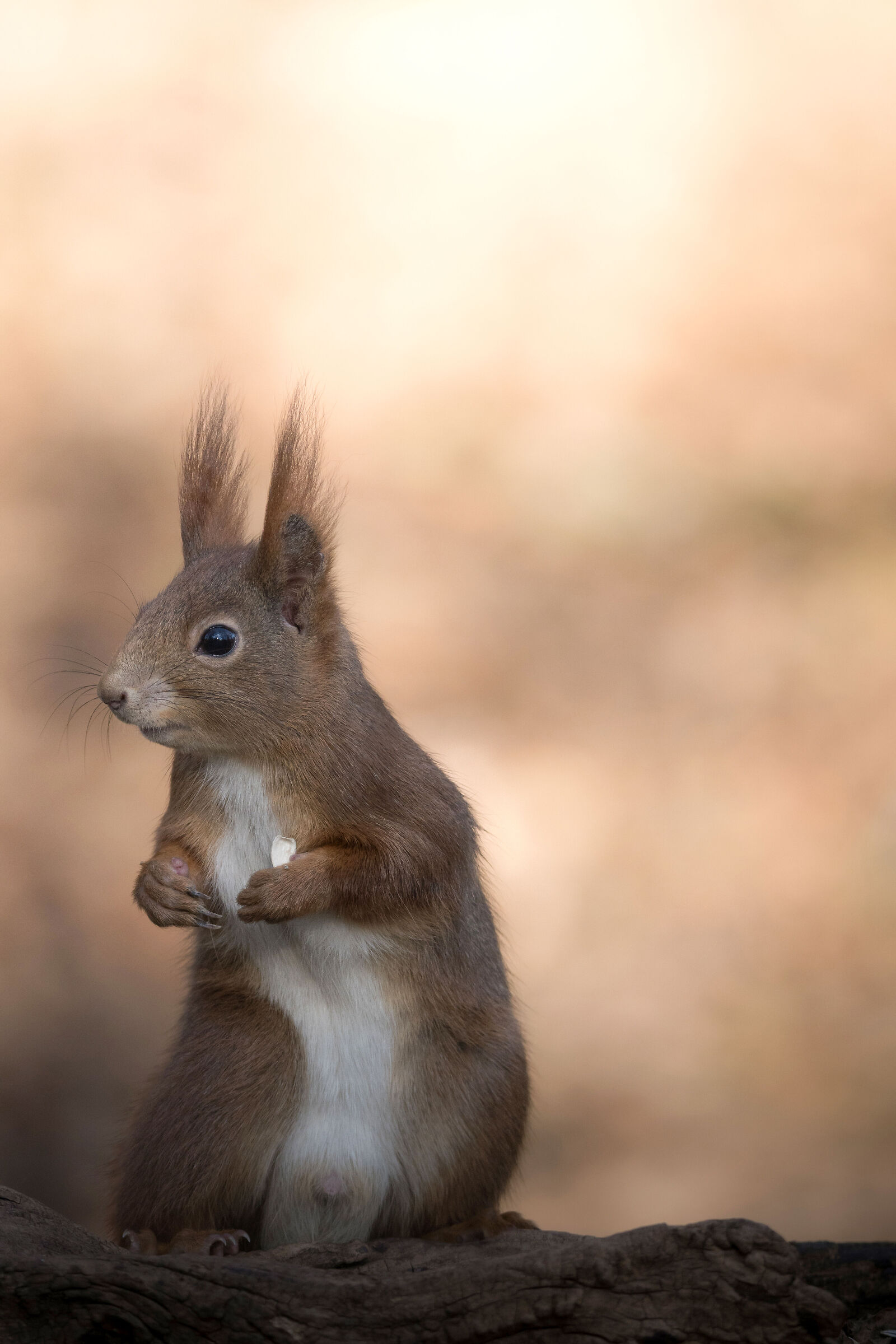 Scoiattolo in posa