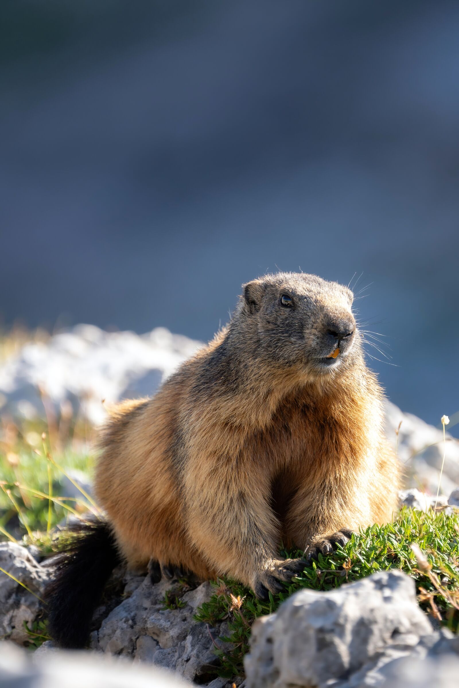 Guardiano delle rocce