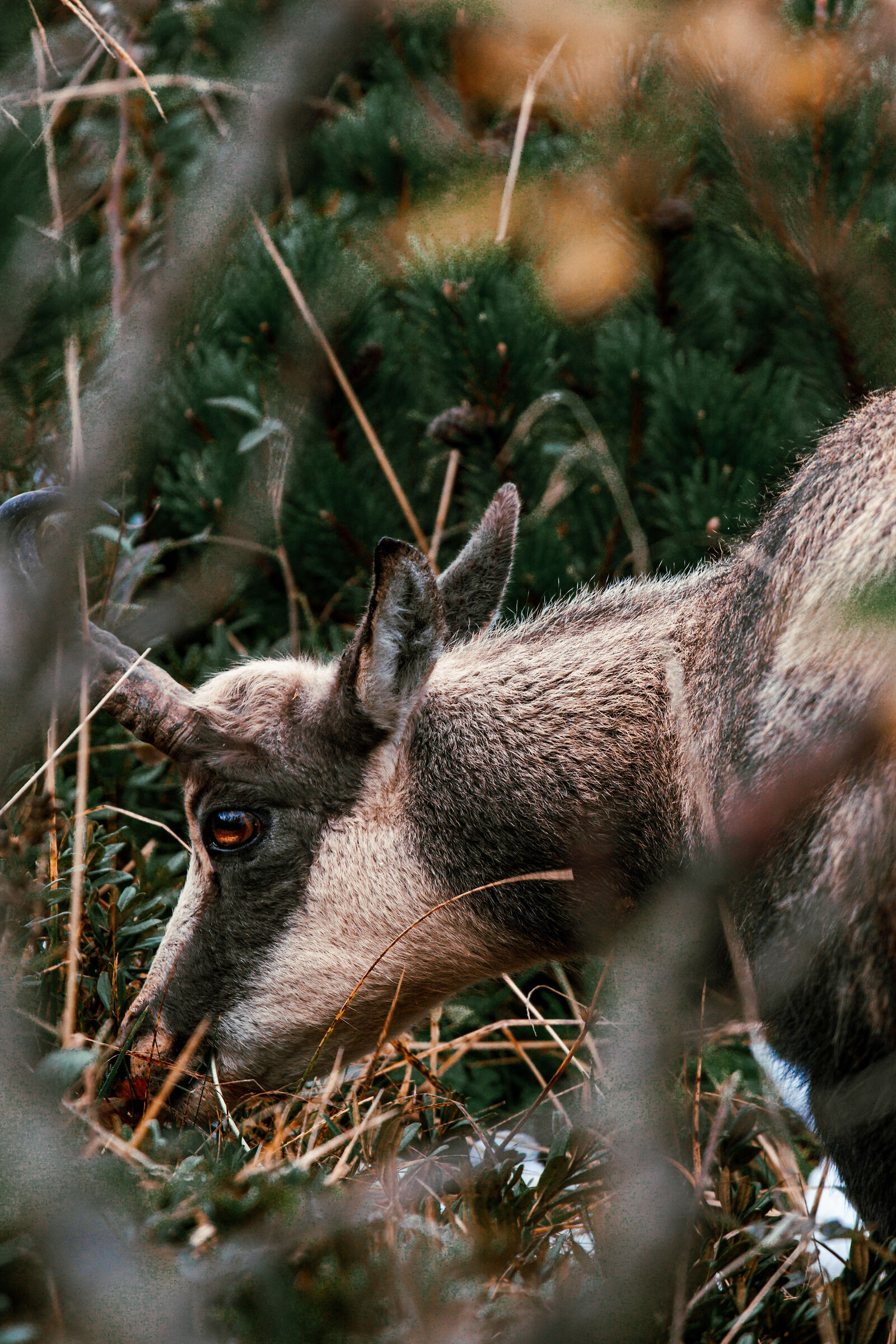 Camoscio in primo piano