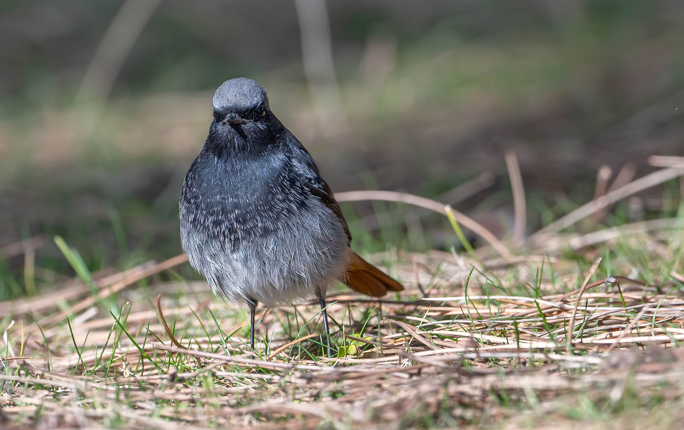 Chimney Sweep Redstart