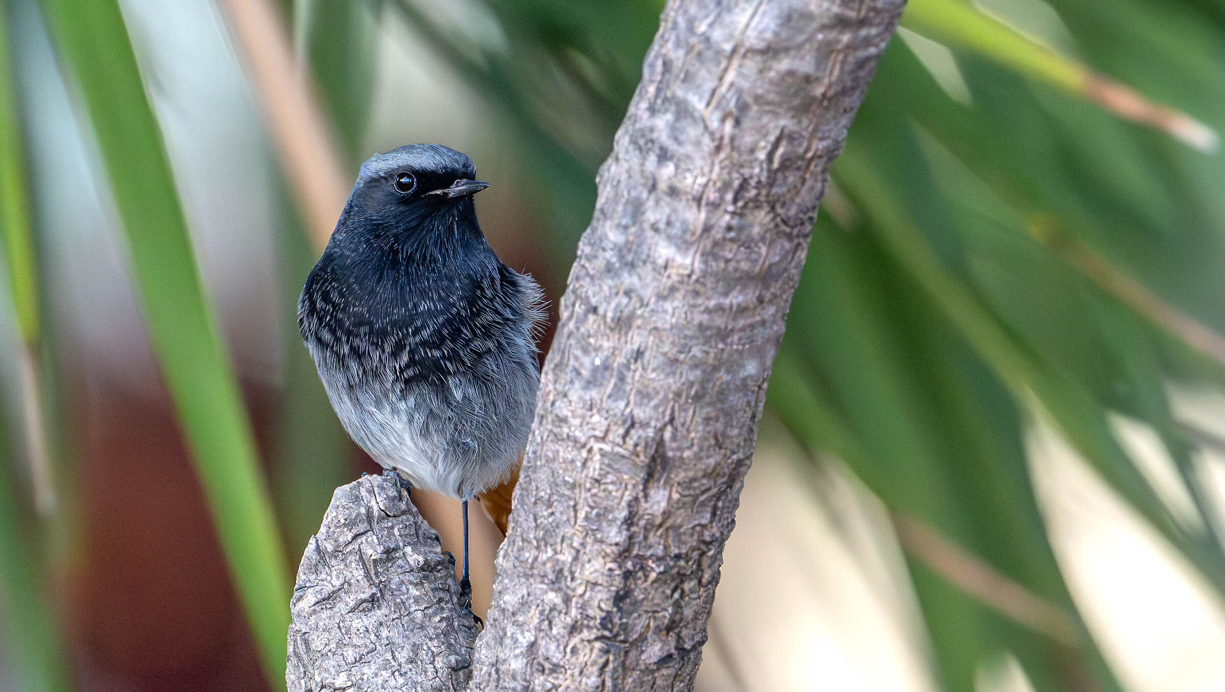 Chimney Sweep Redstart