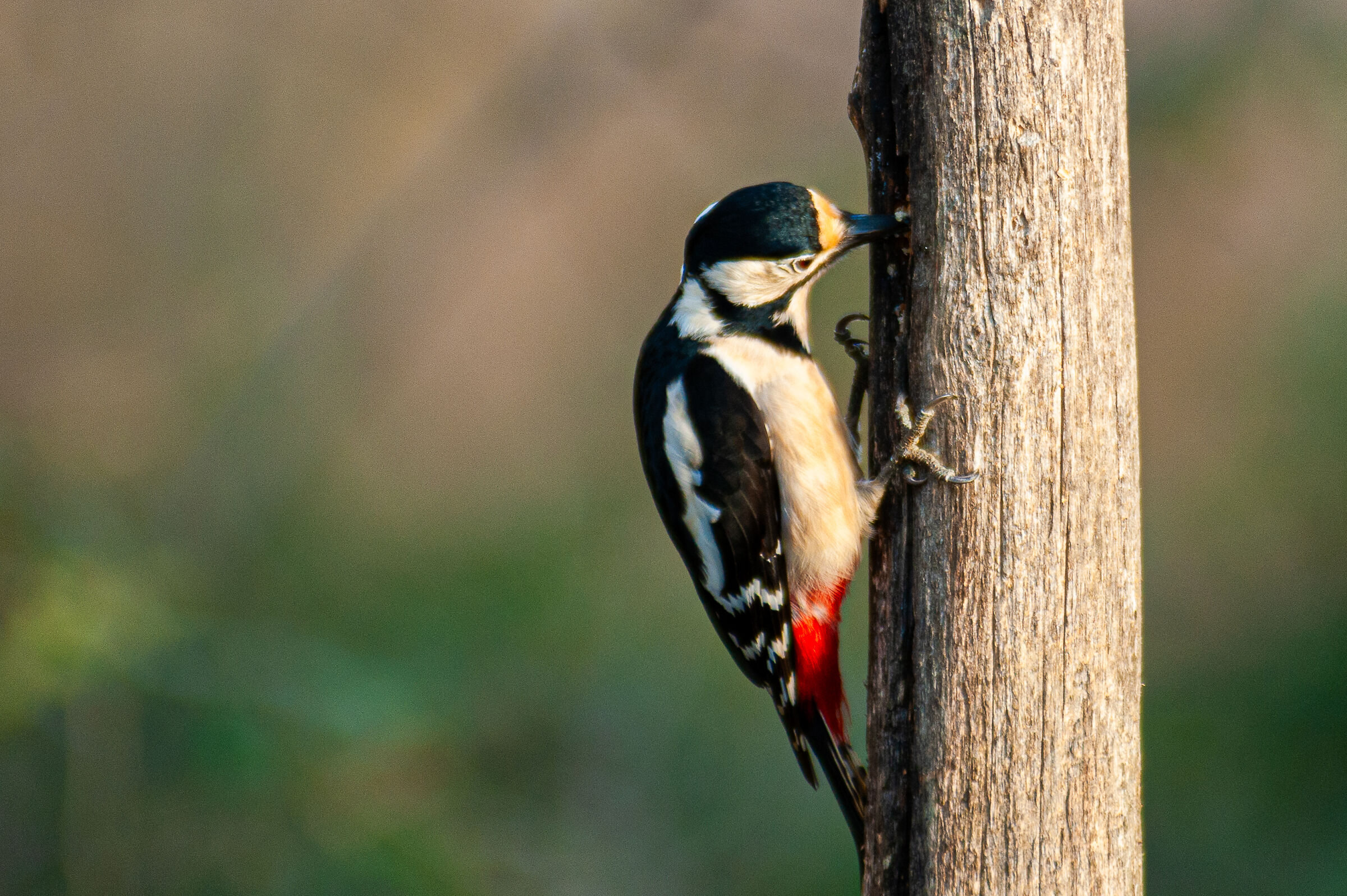 Great Spotted Woodpecker
