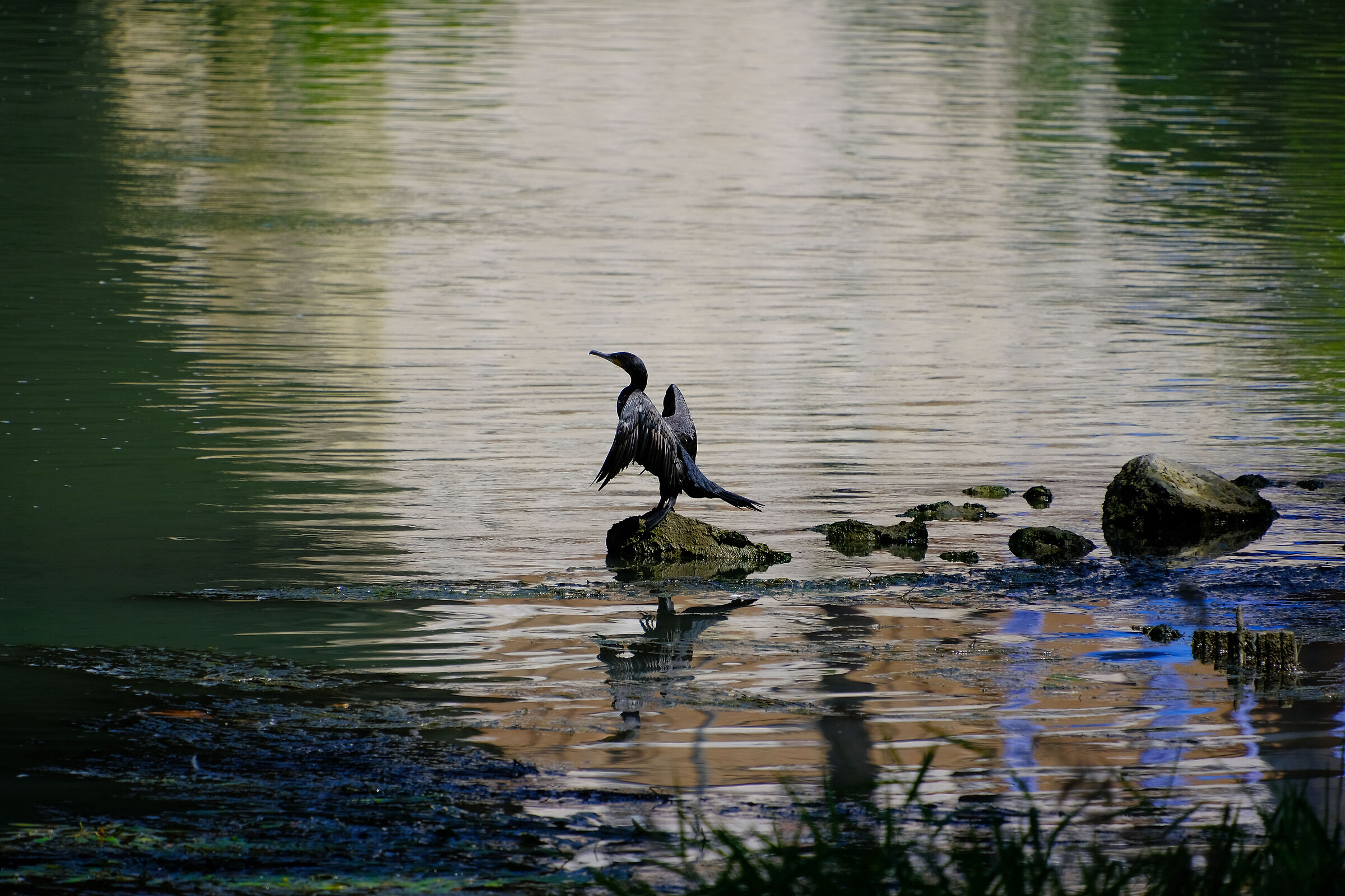 Cormorano sul fiume Tevere
