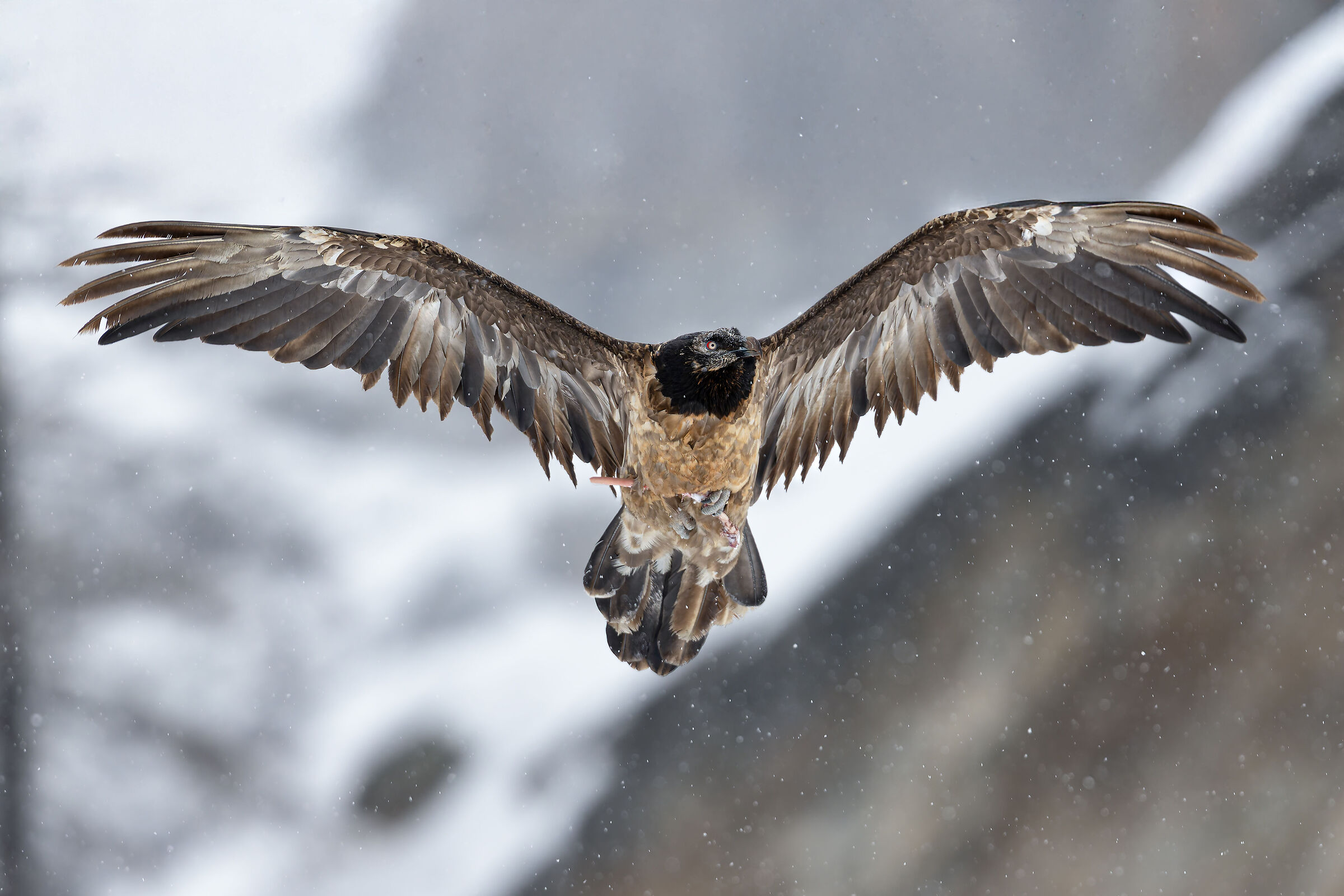 Gypaetus Barbatus - Gran Paradiso National Park