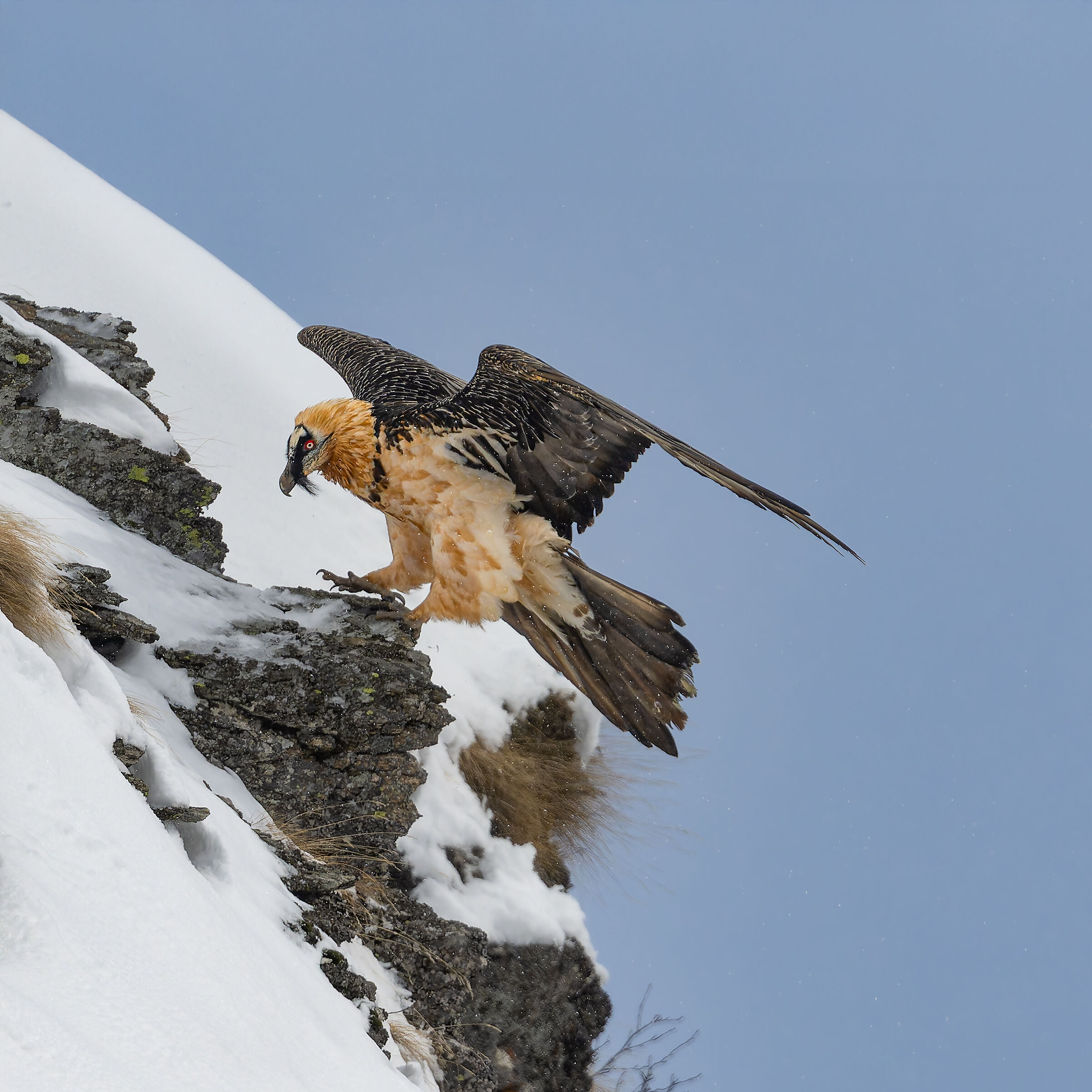 Gypaetus Barbatus - Gran Paradiso National Park