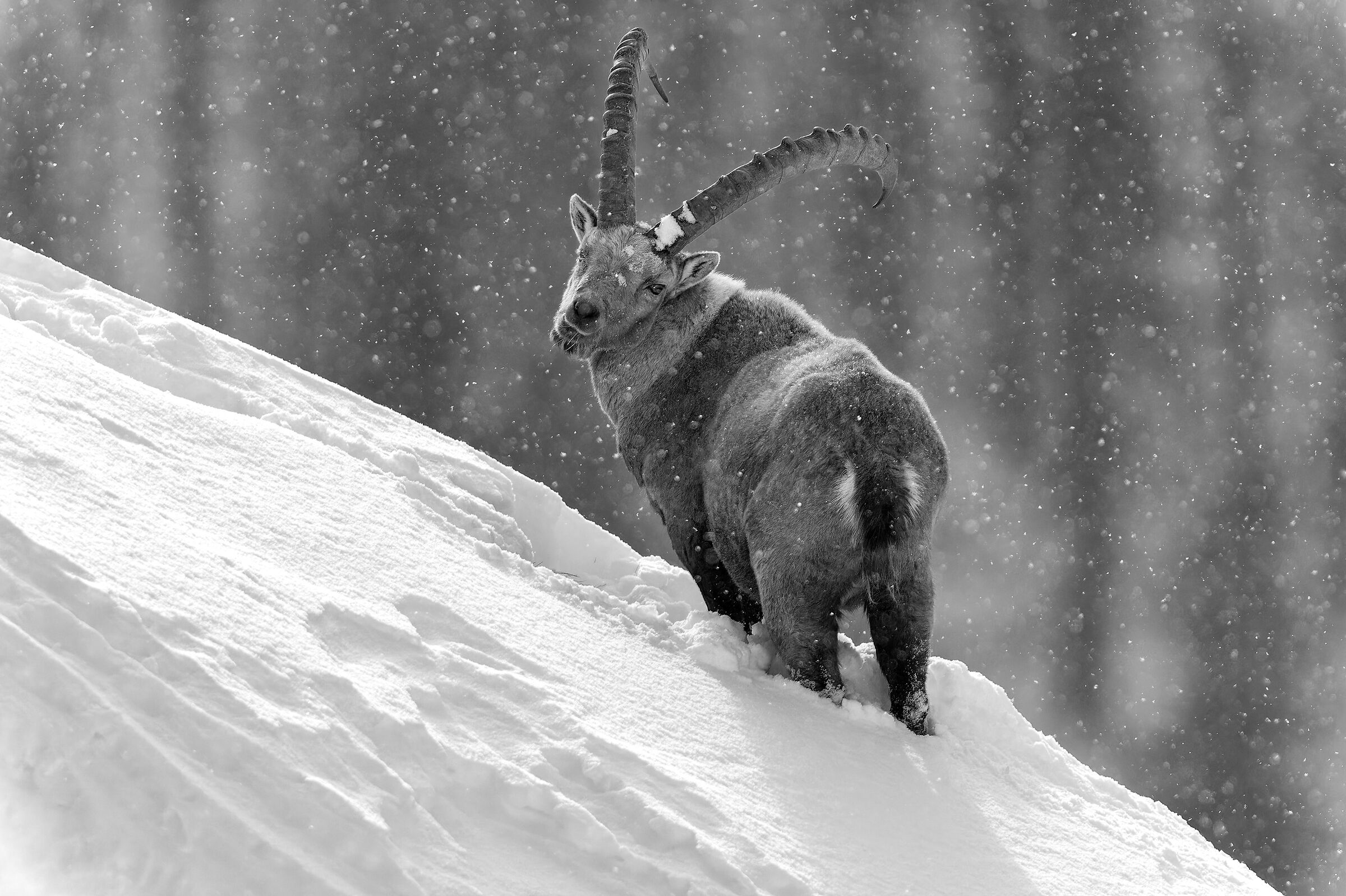 Ibex - Gran Paradiso National Park - Piedmont