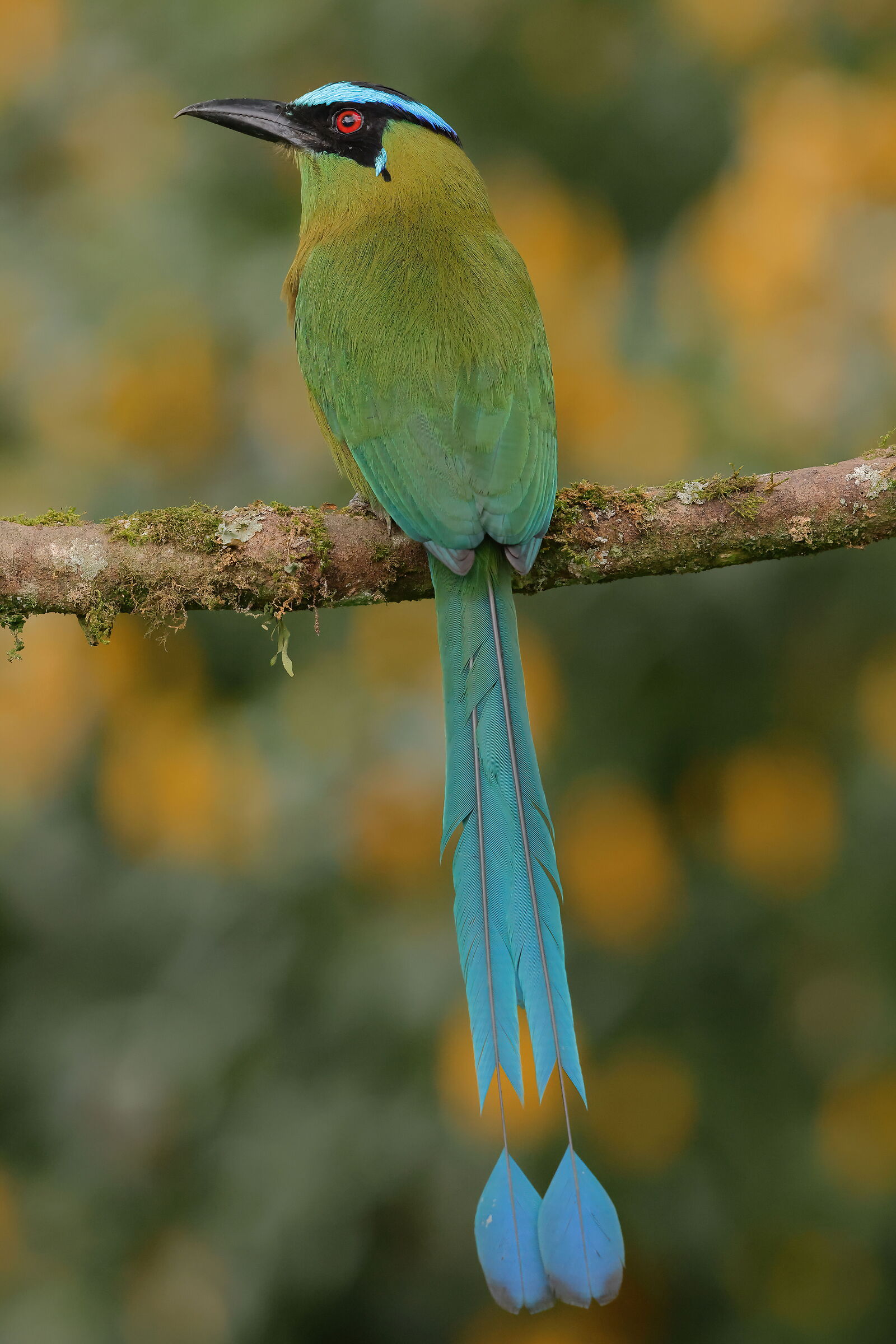 Motmot of the Andes