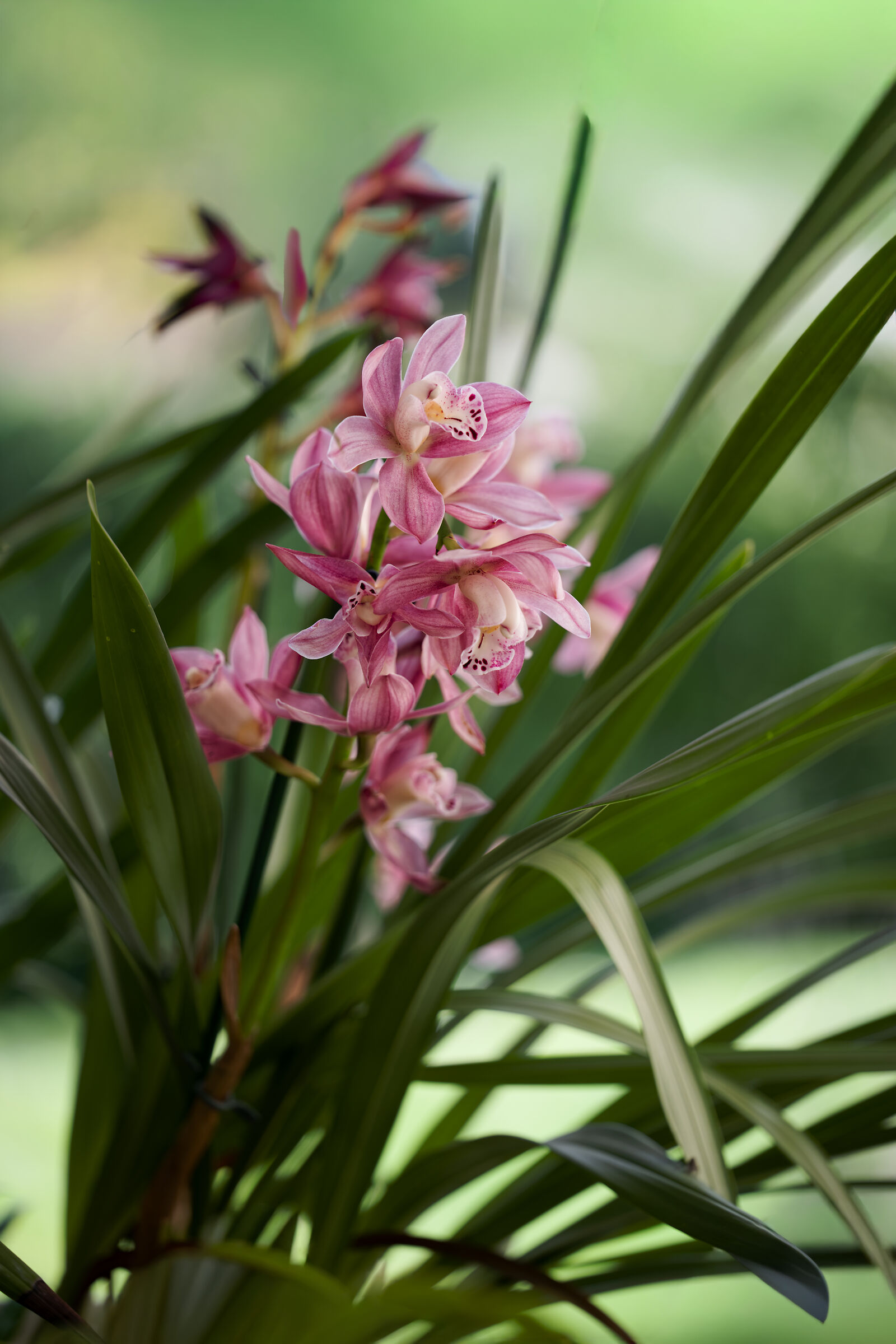 Le ultime orchidee