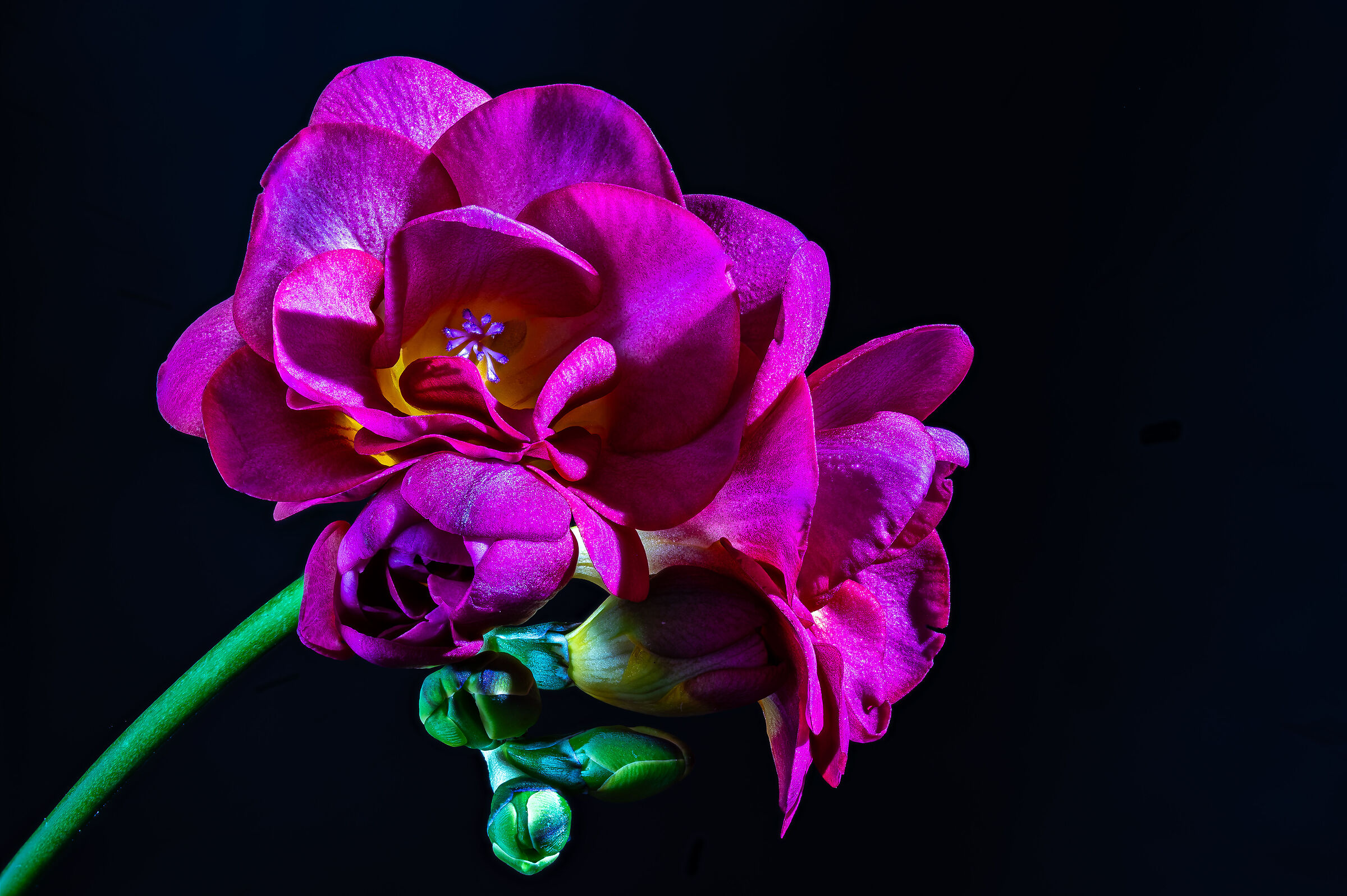 Freesia