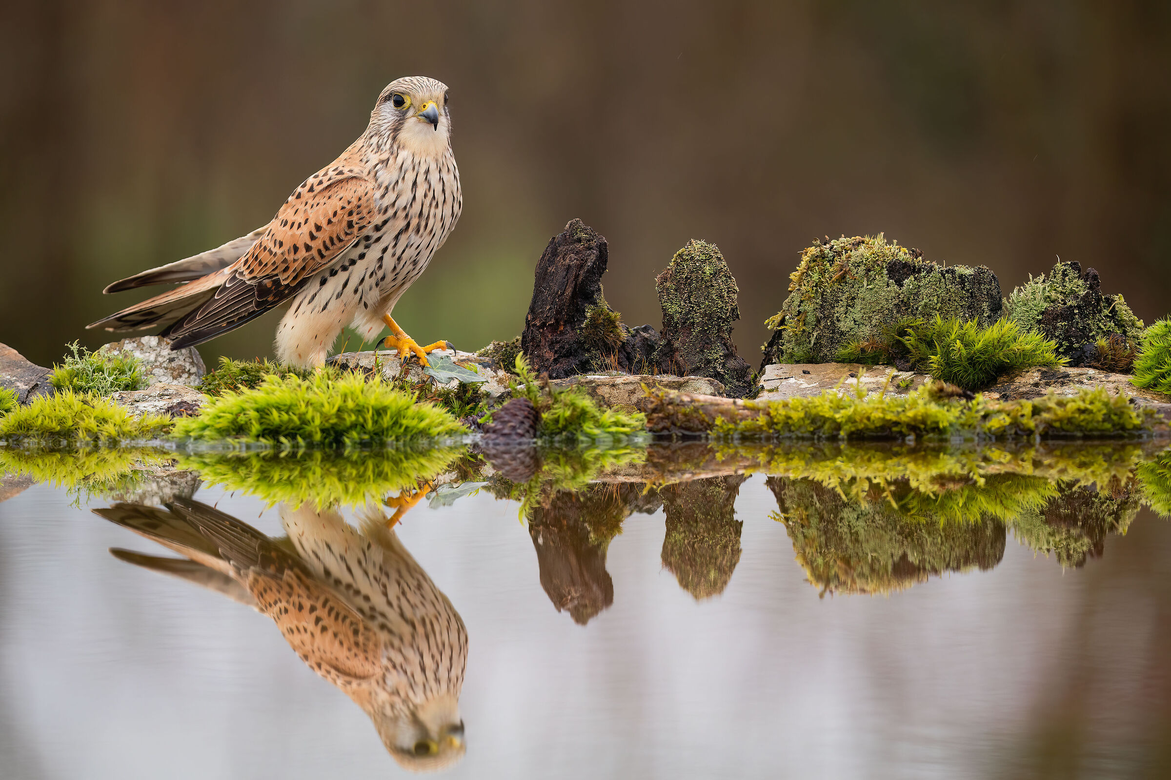 kestrel