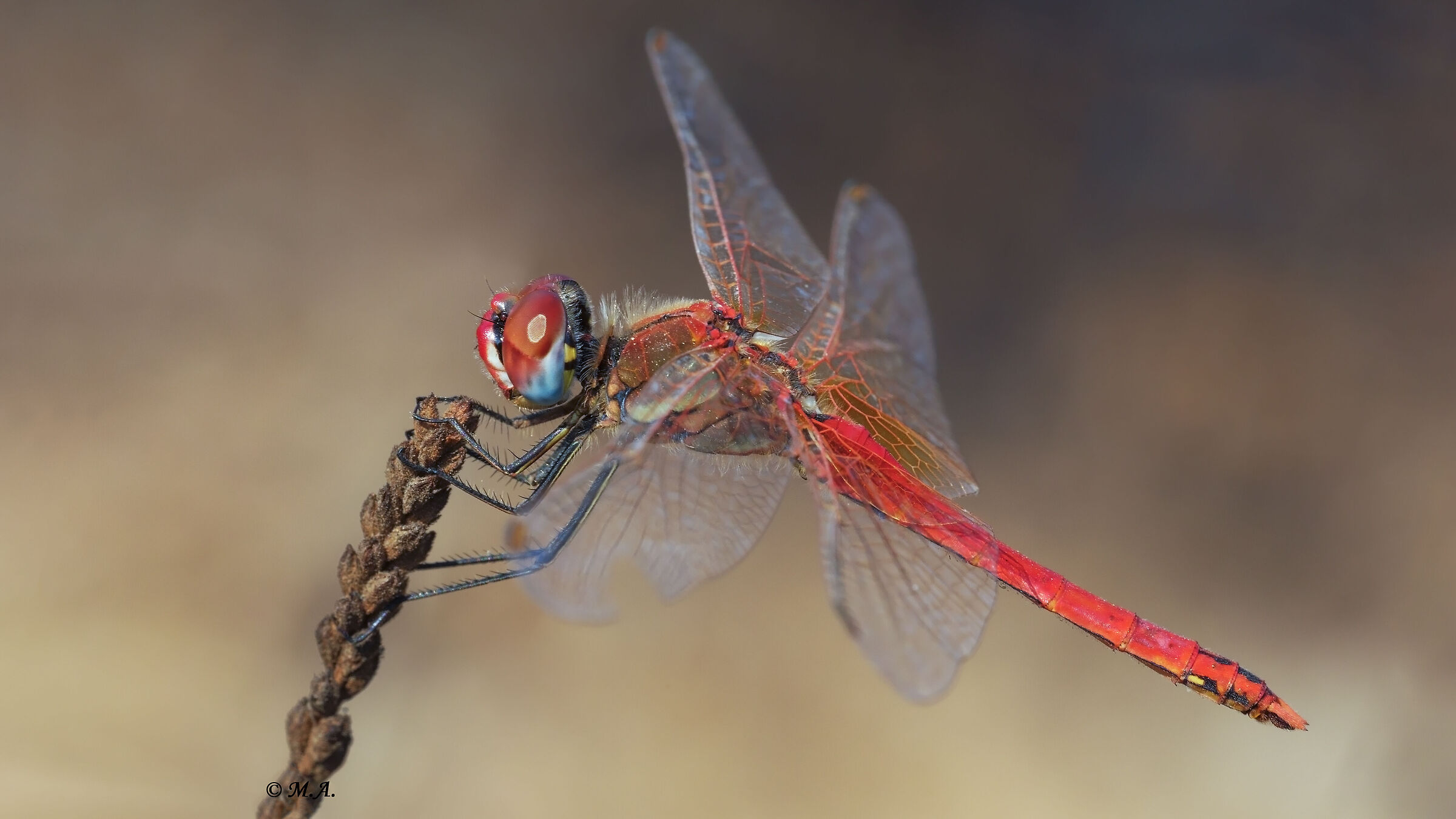 Sympetrum fonscolombii maschio maturo