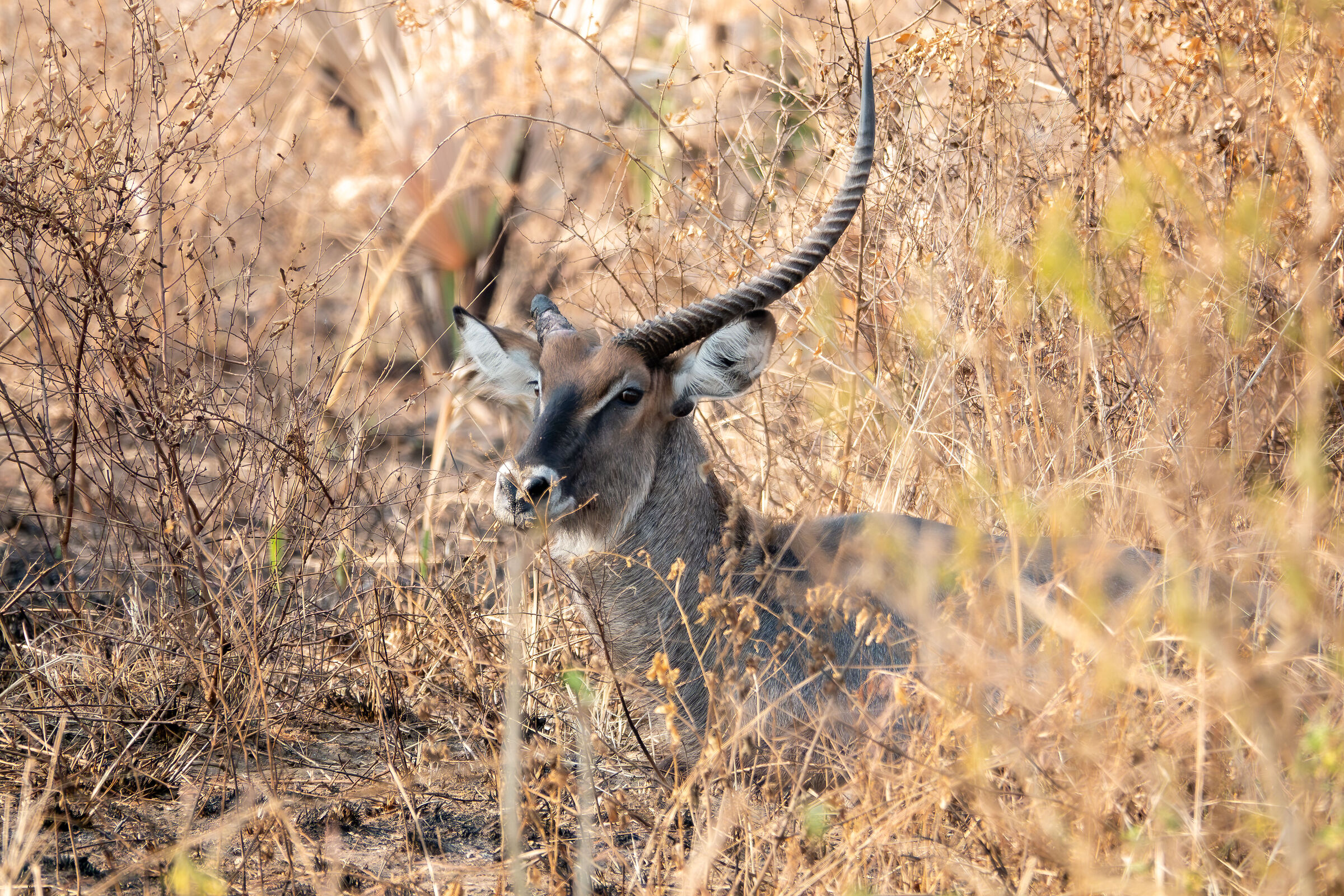 antilope cobo