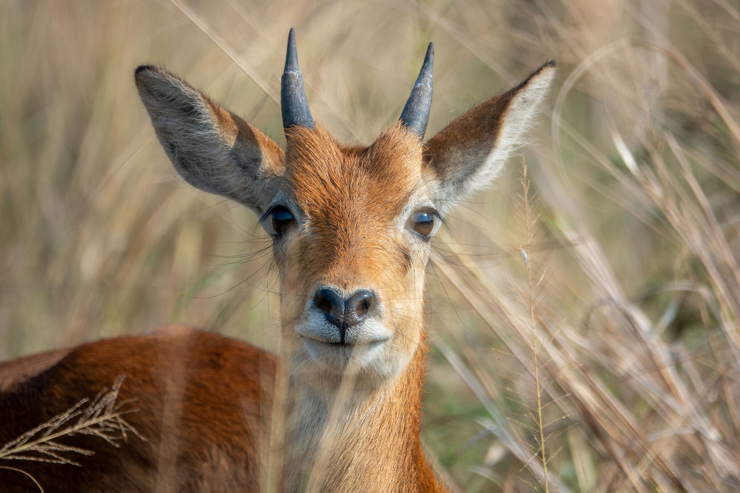 antilope puku