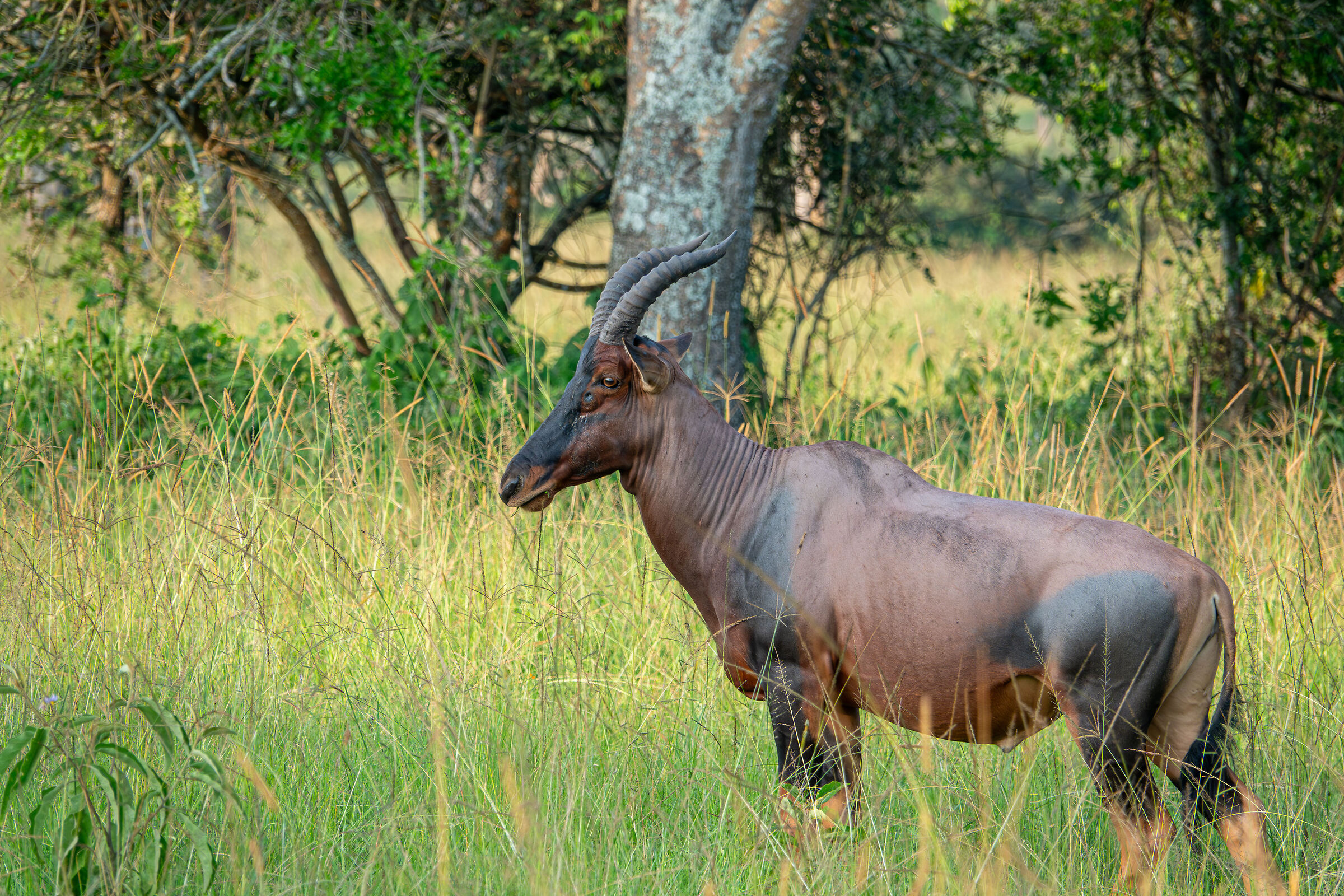 antilope topi