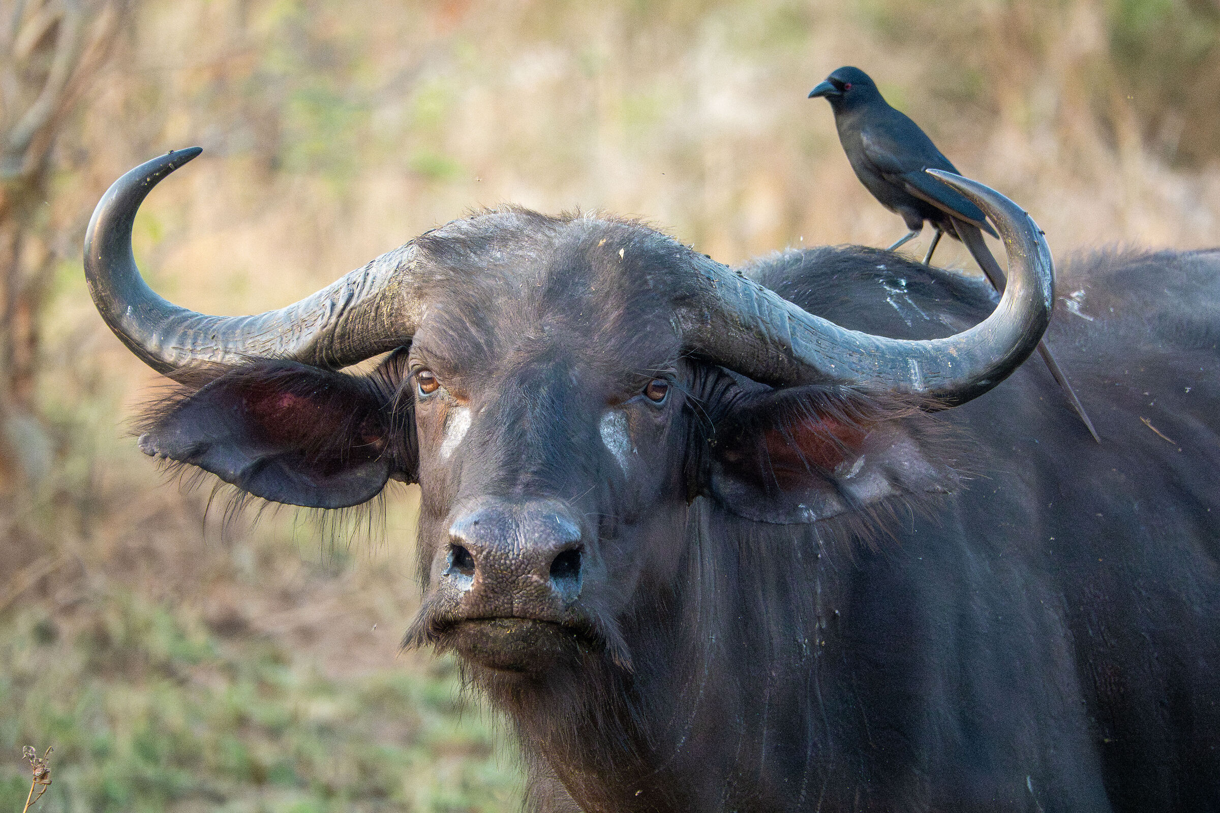 bufalo