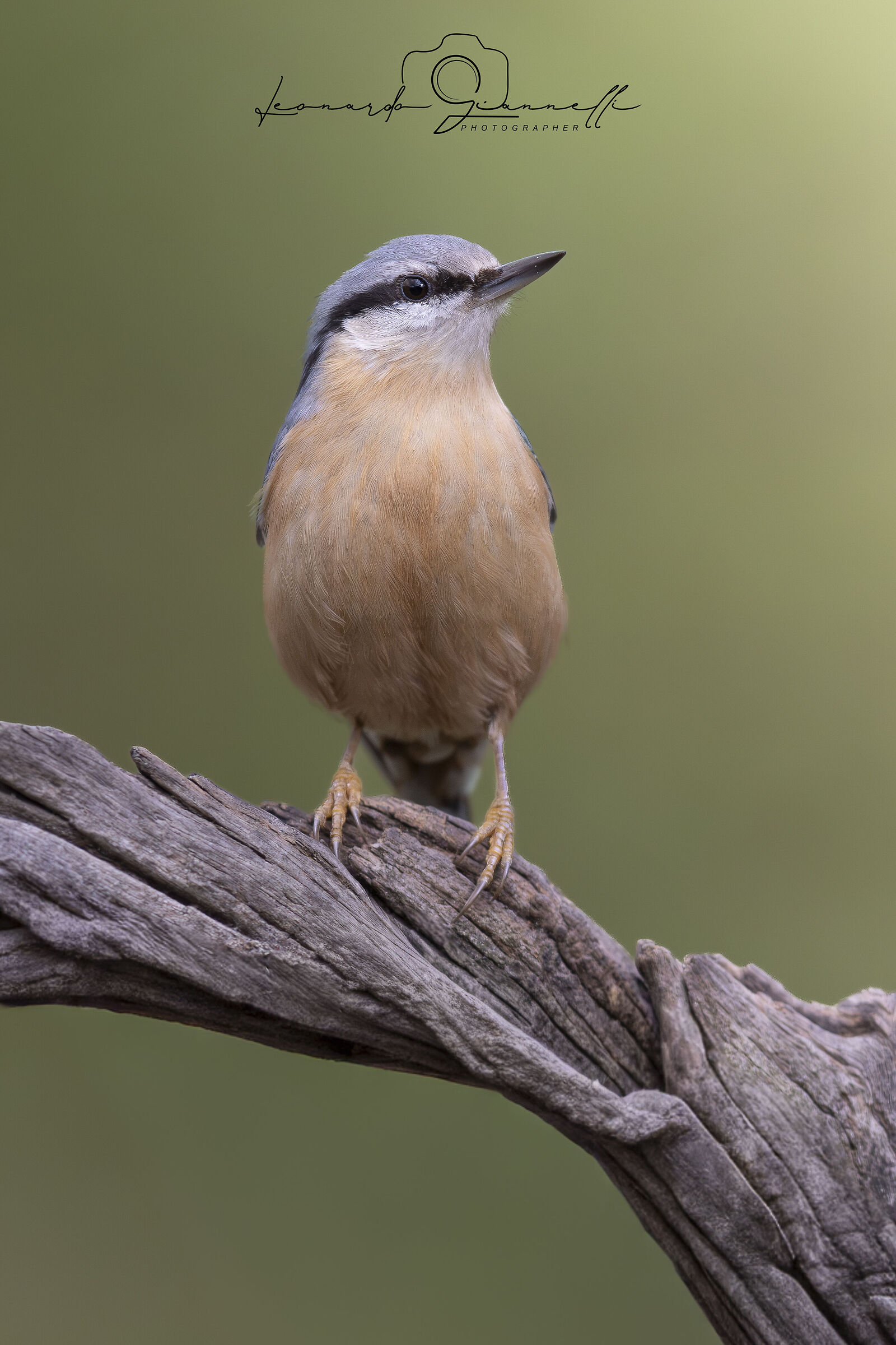 Nuthatch (Sitta europaea)