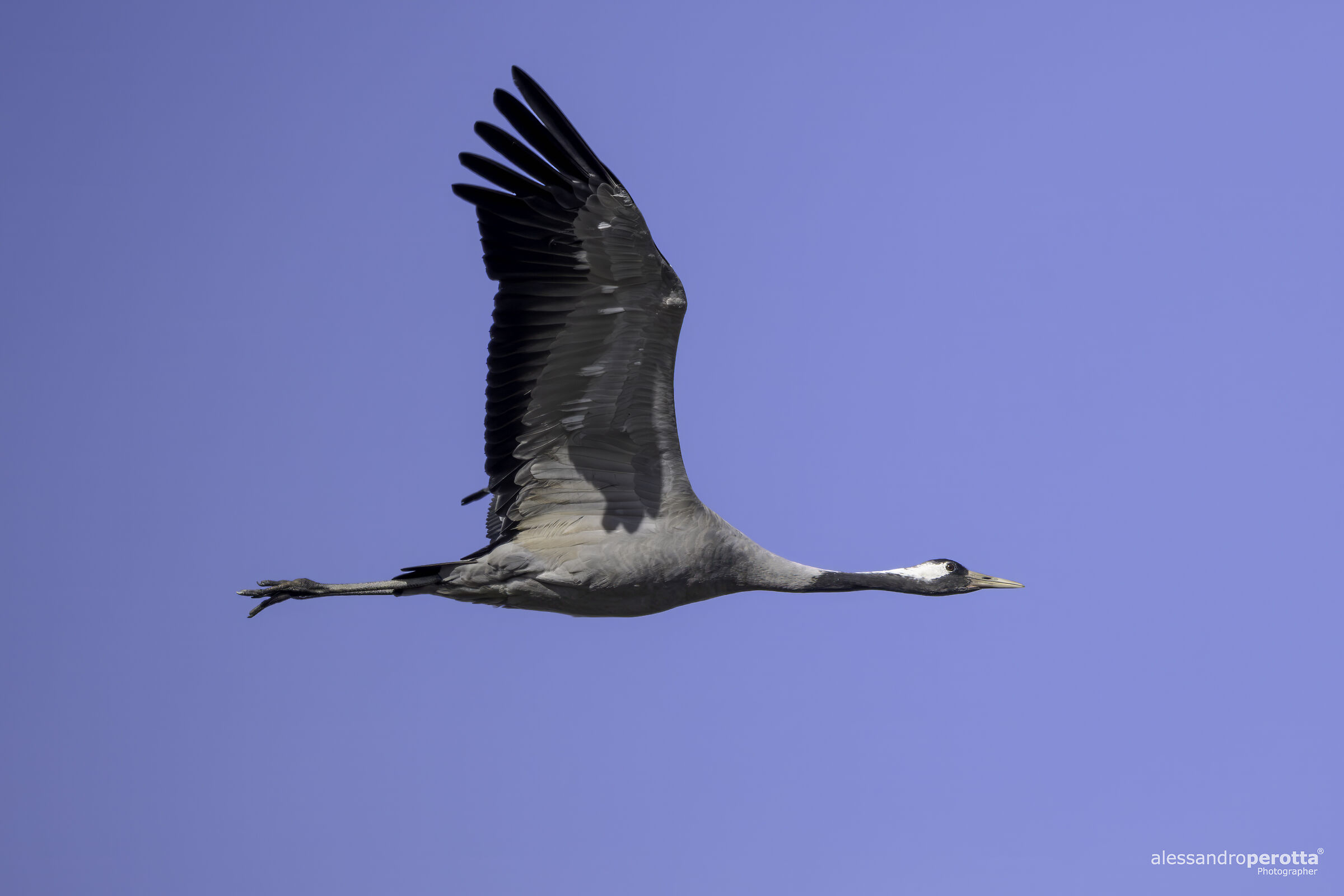 Grus grus