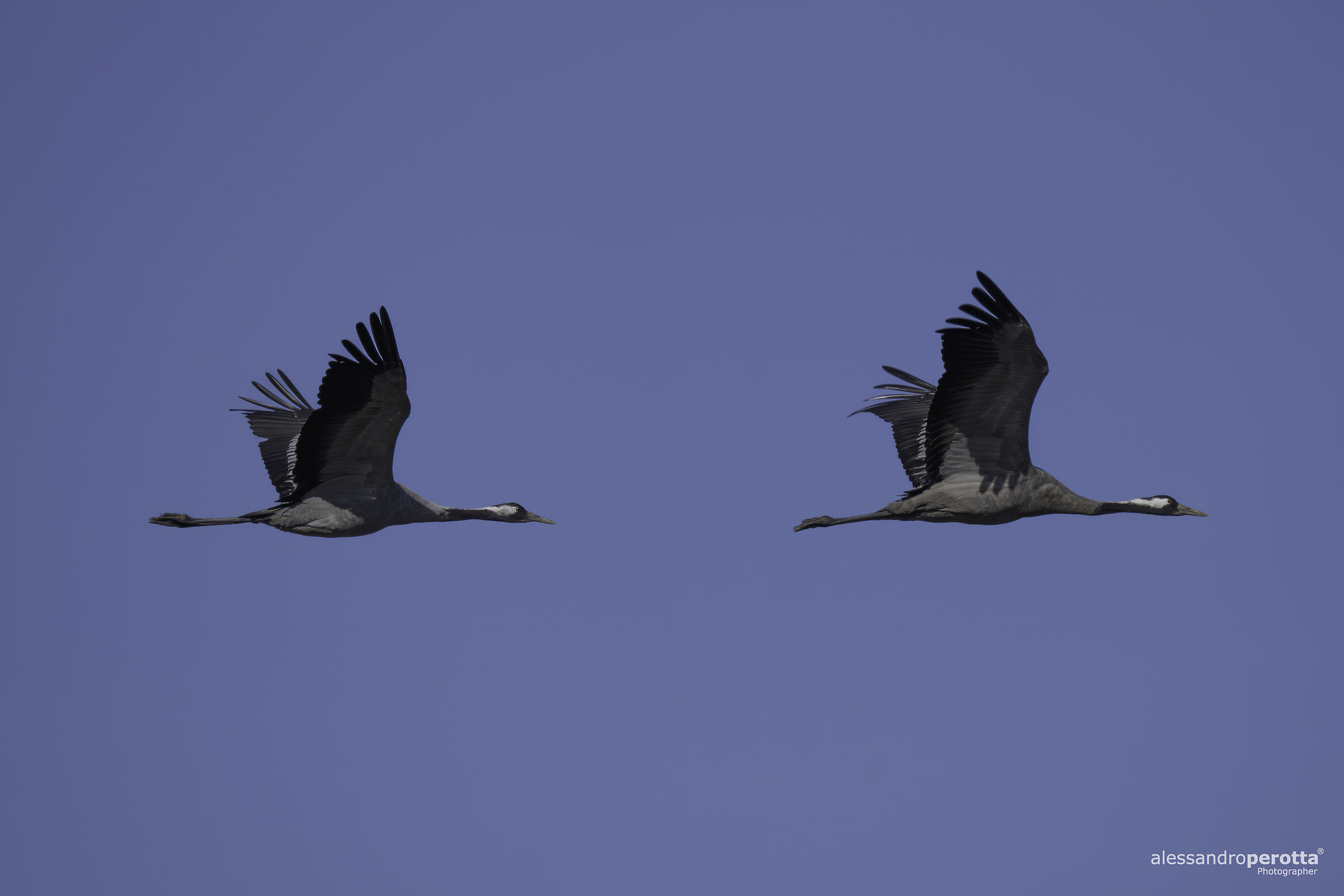 Grus grus