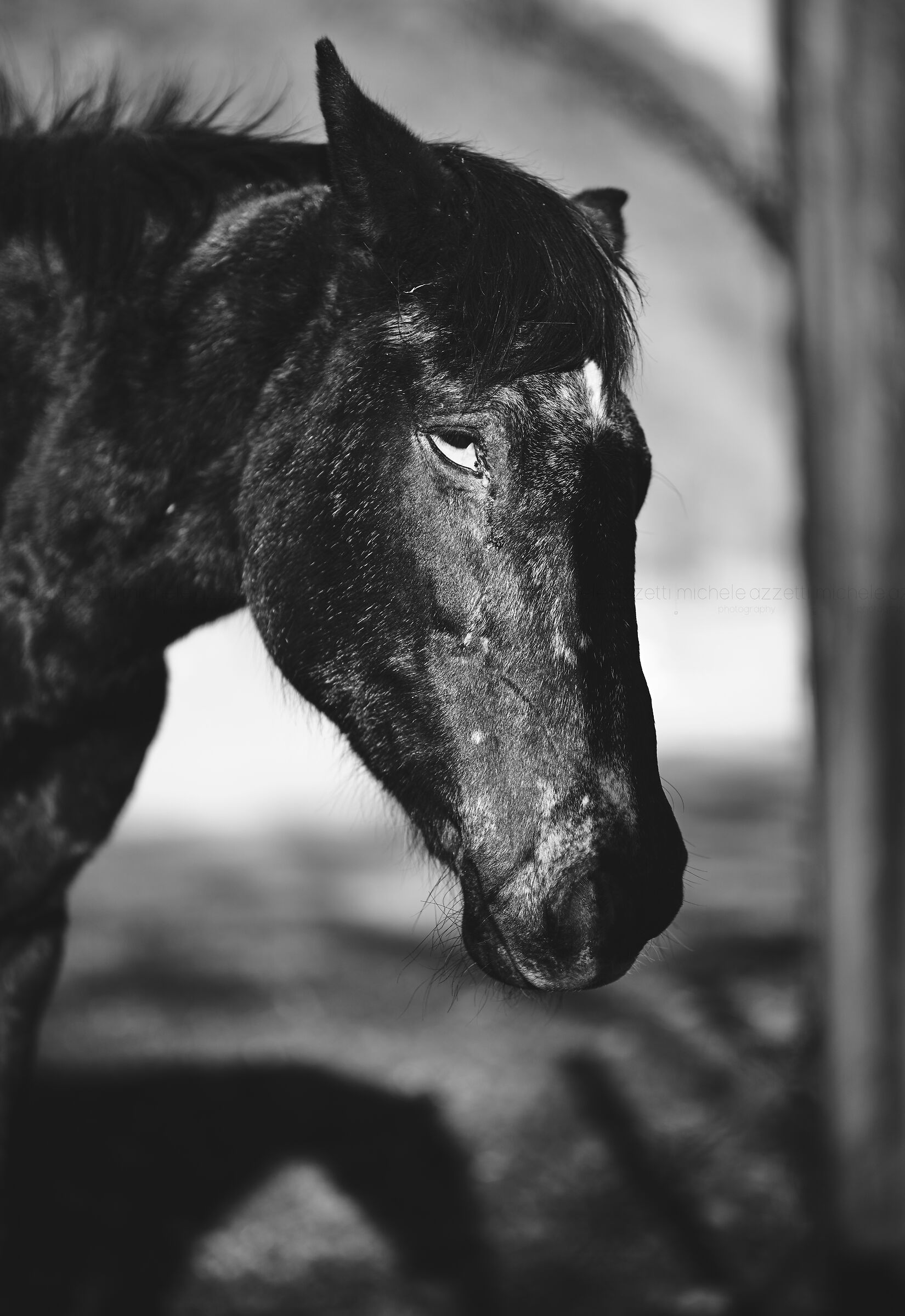 28 years old!! Thypoch 75mm 1.4