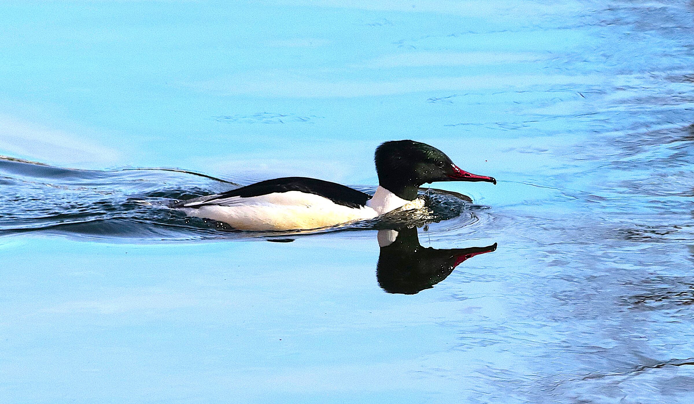 Great Merganser