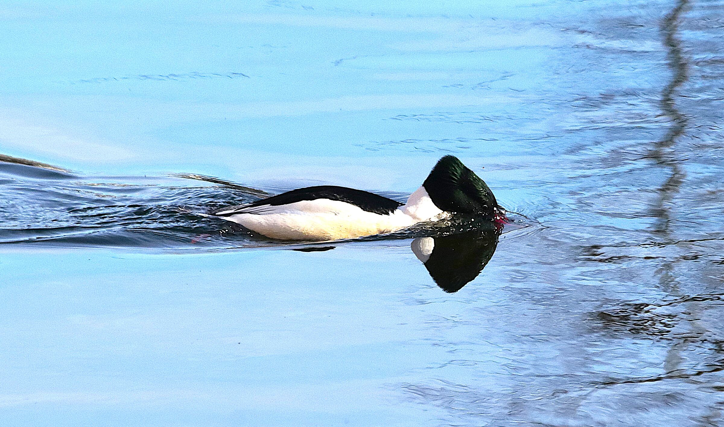Merganser in apnea