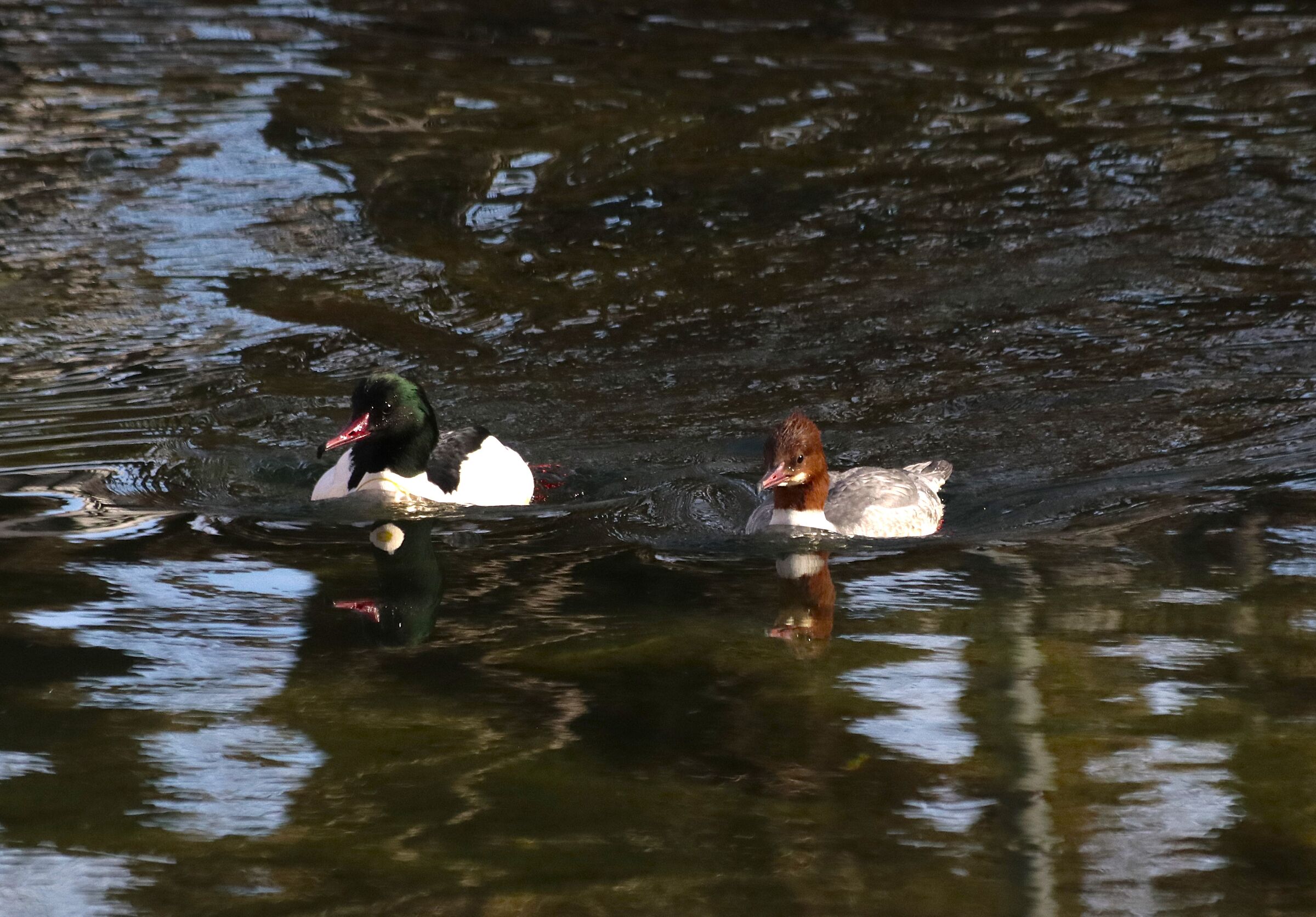 Merganser