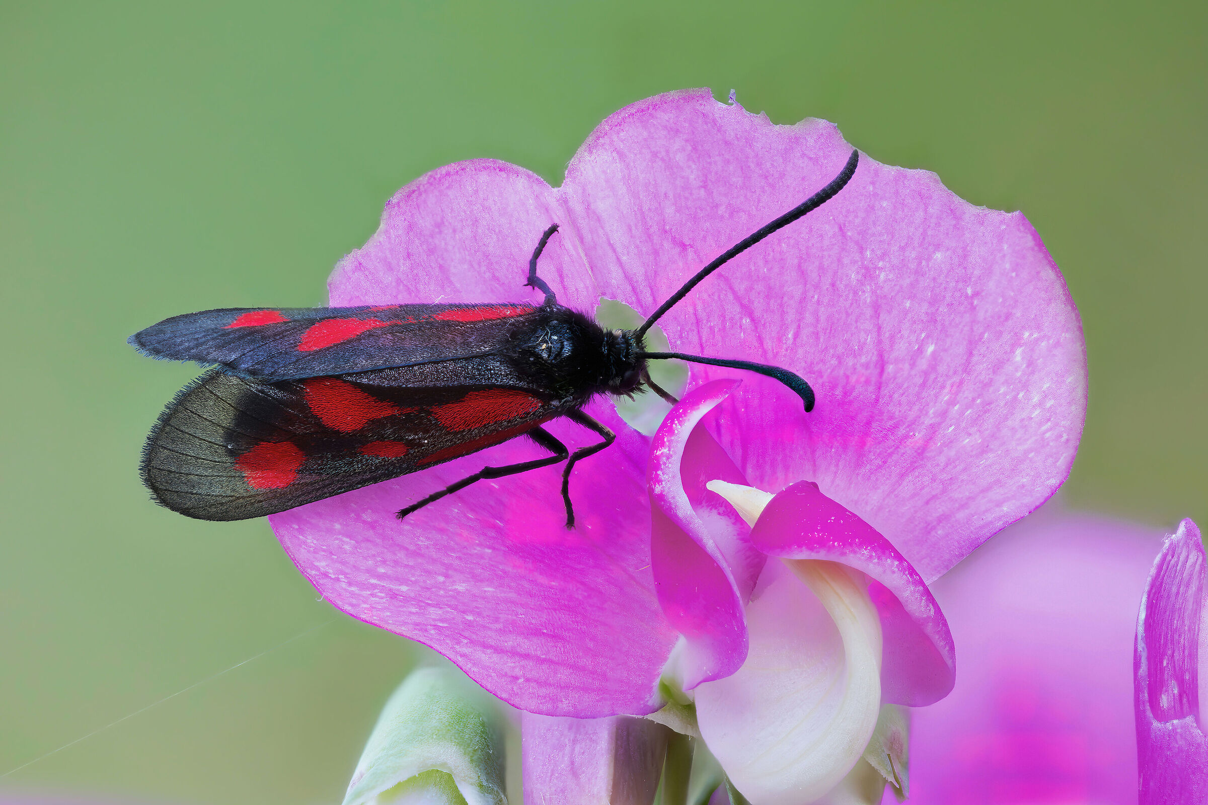 Zygaena romeo