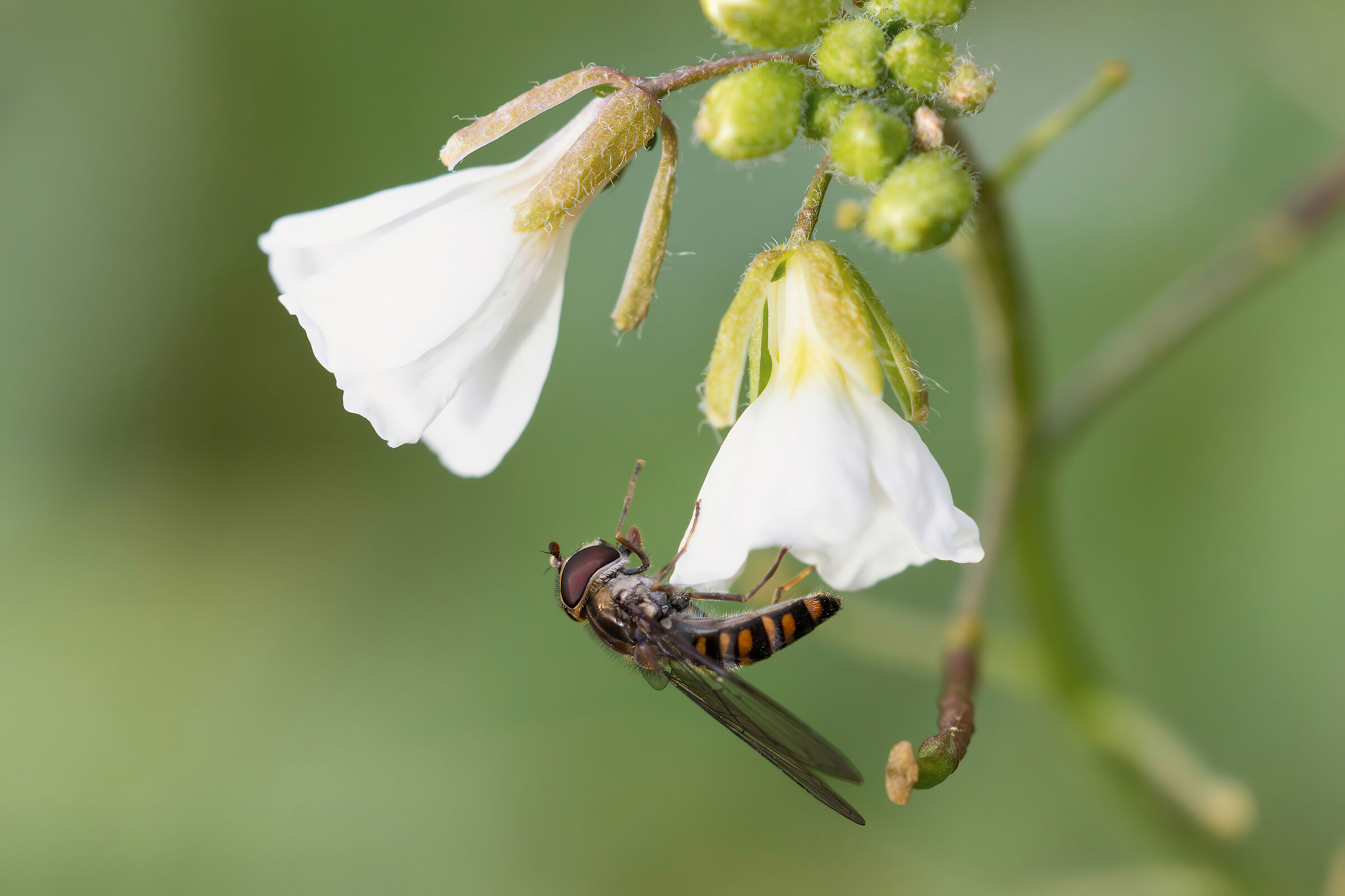Episyrphus balteatus