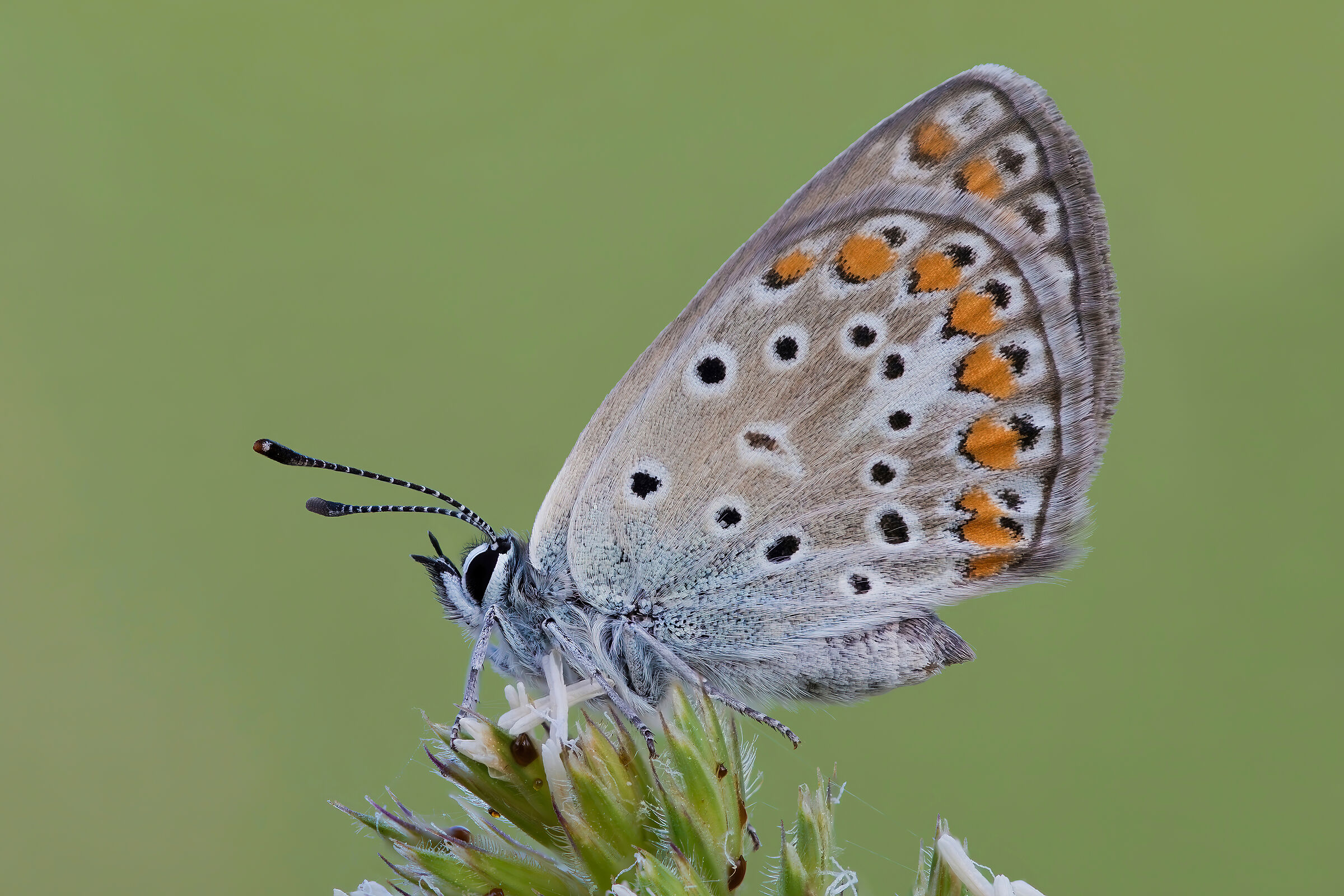 Polyommatus icarus