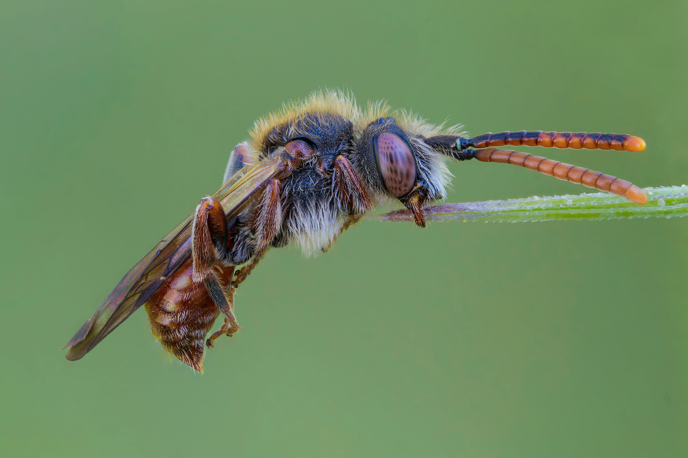 Nomada sp.