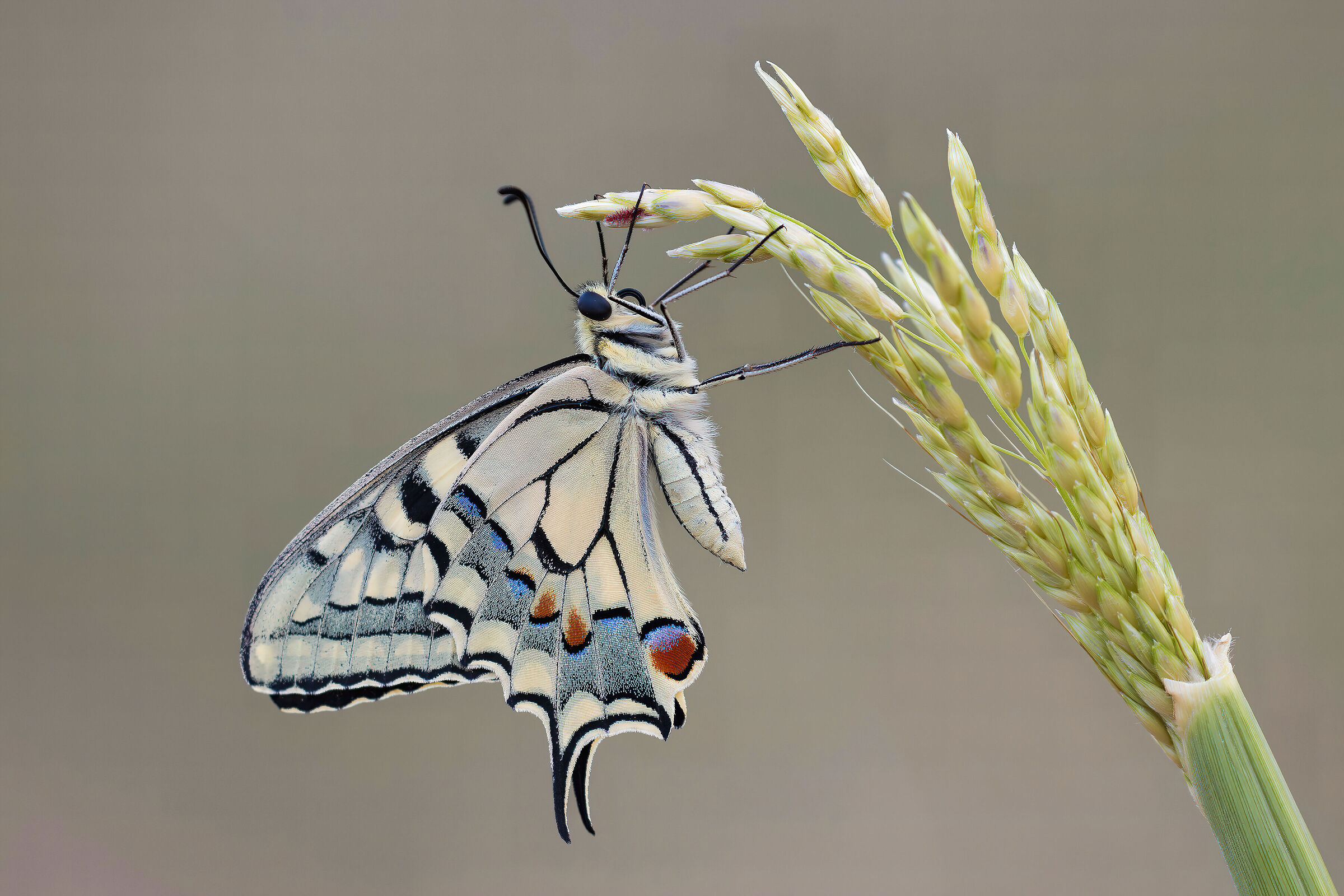 Papilio machaon