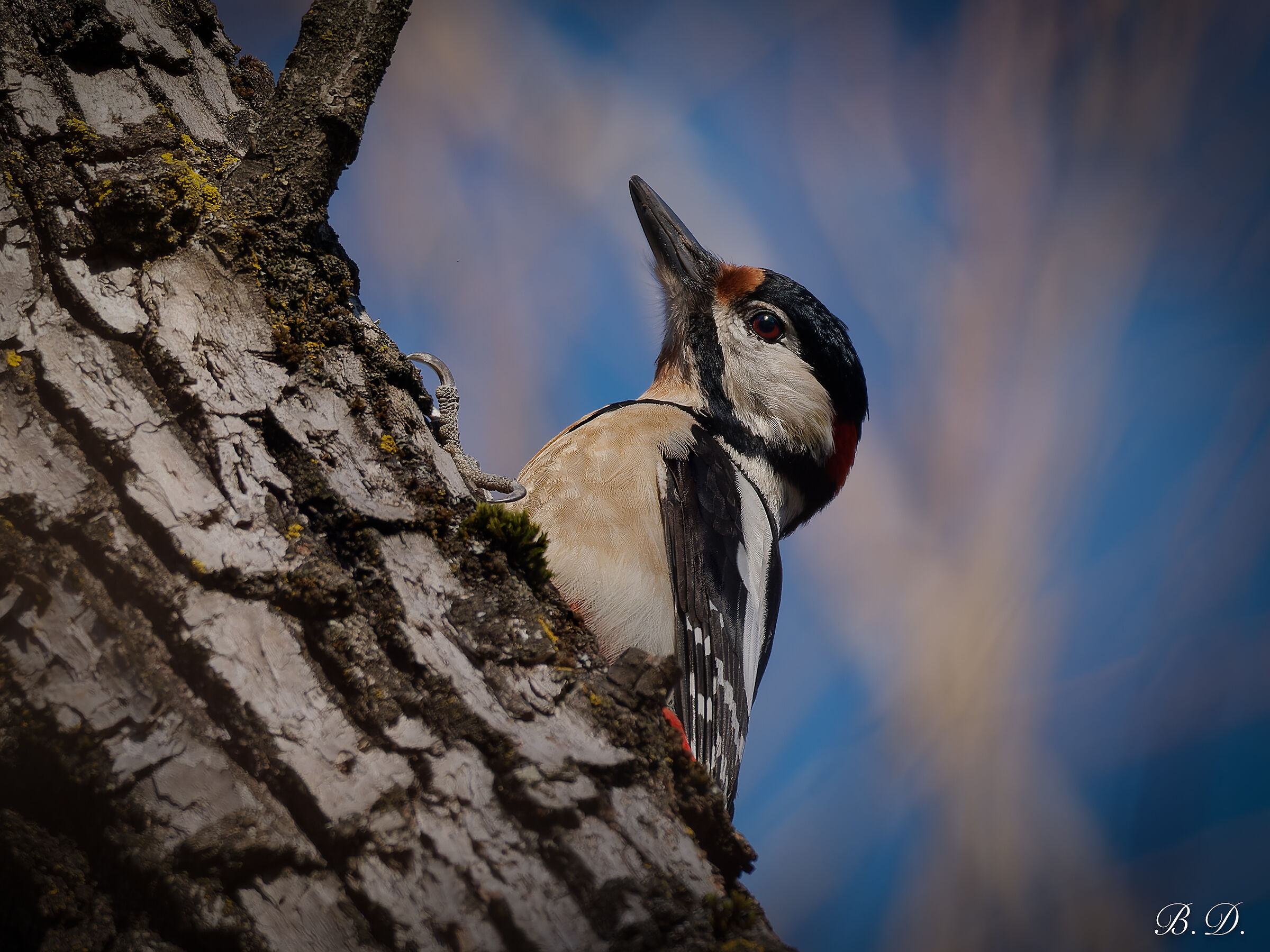 First woodpecker of the year