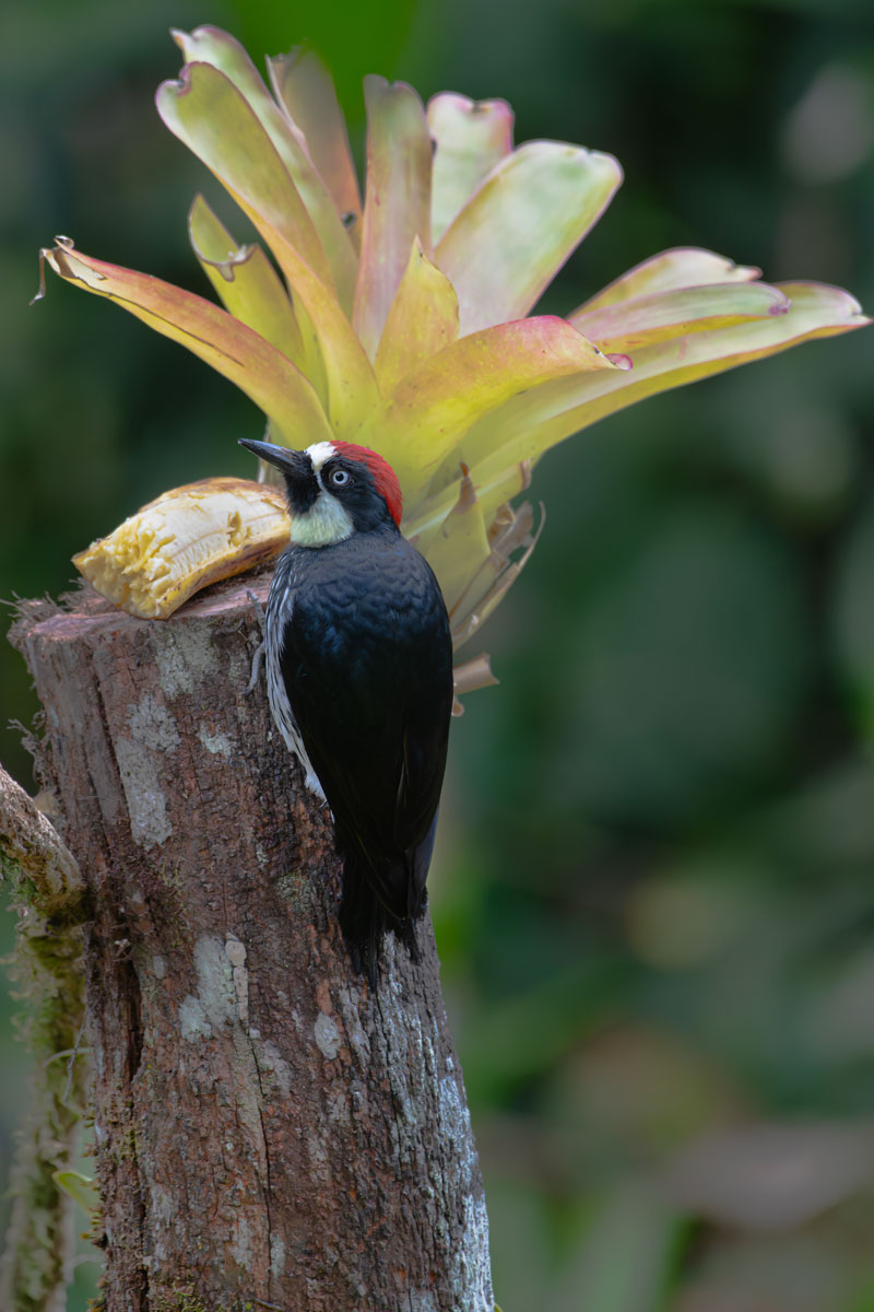 Picchio delle ghiande