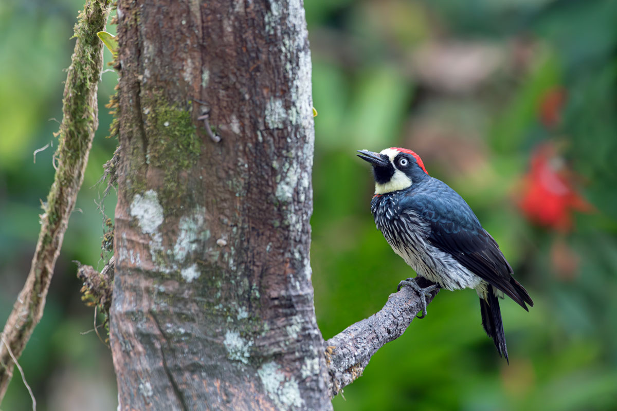 Picchio delle ghiande