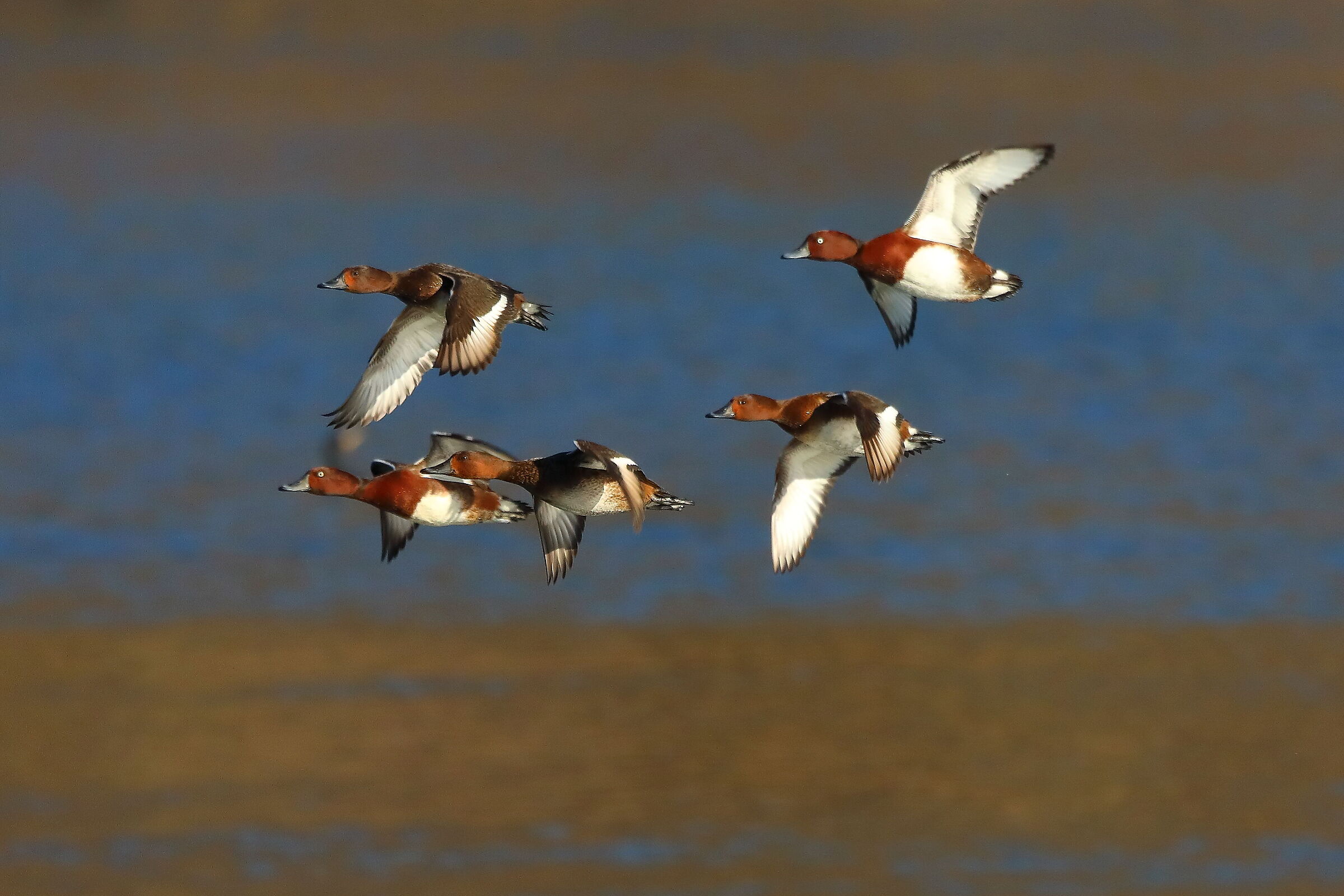 Morette T 15 gennaio 2022