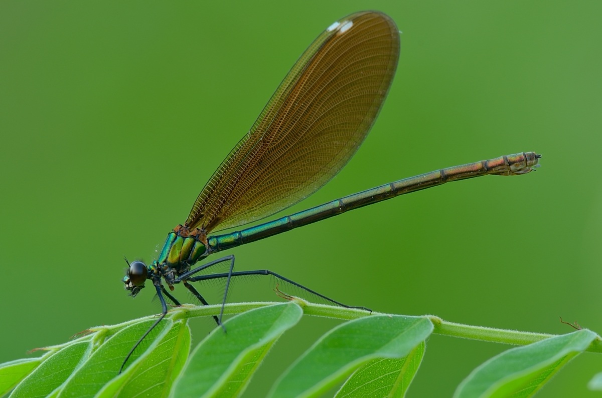 calopteryx splendens