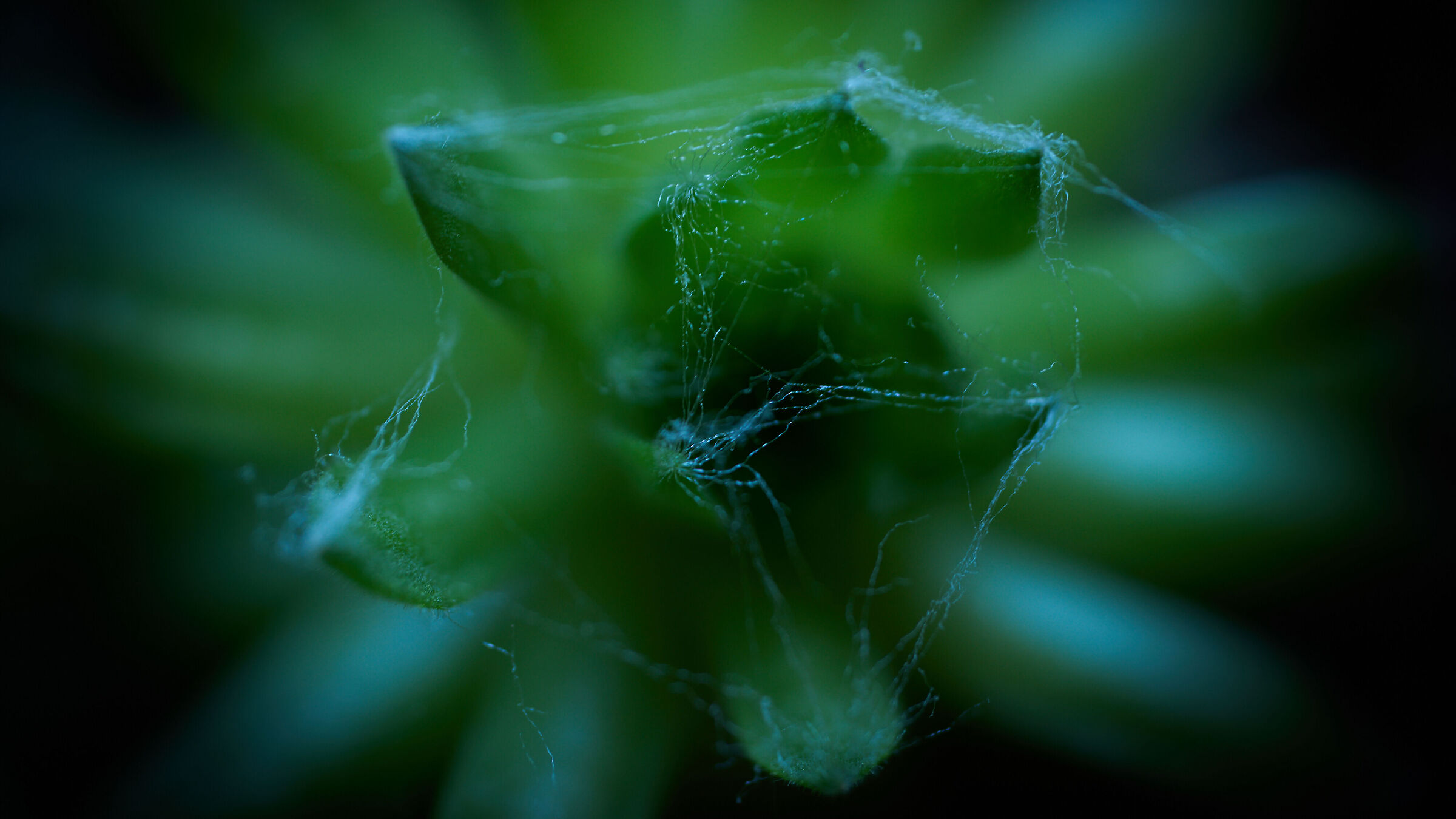 Handheld test shot of the Sony 100 macro