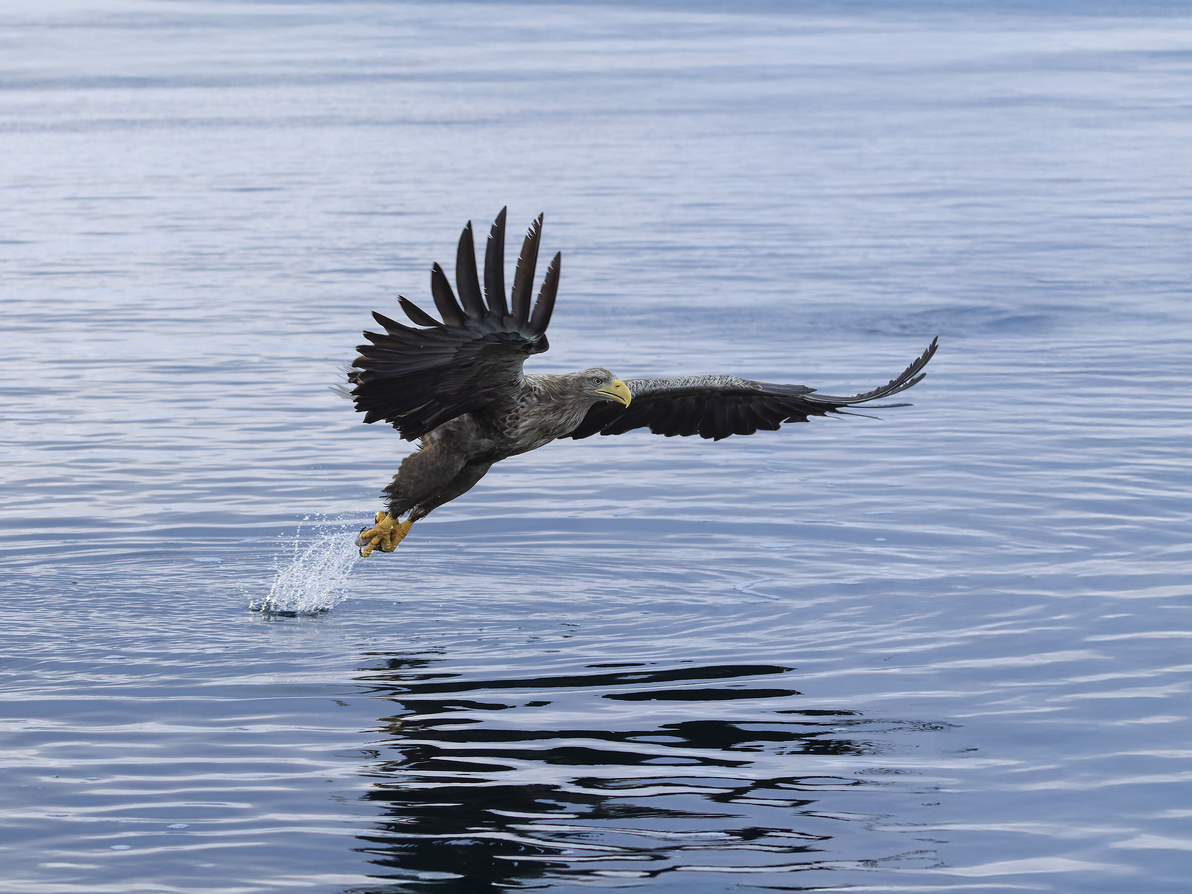 White-tailed Sea Eagle