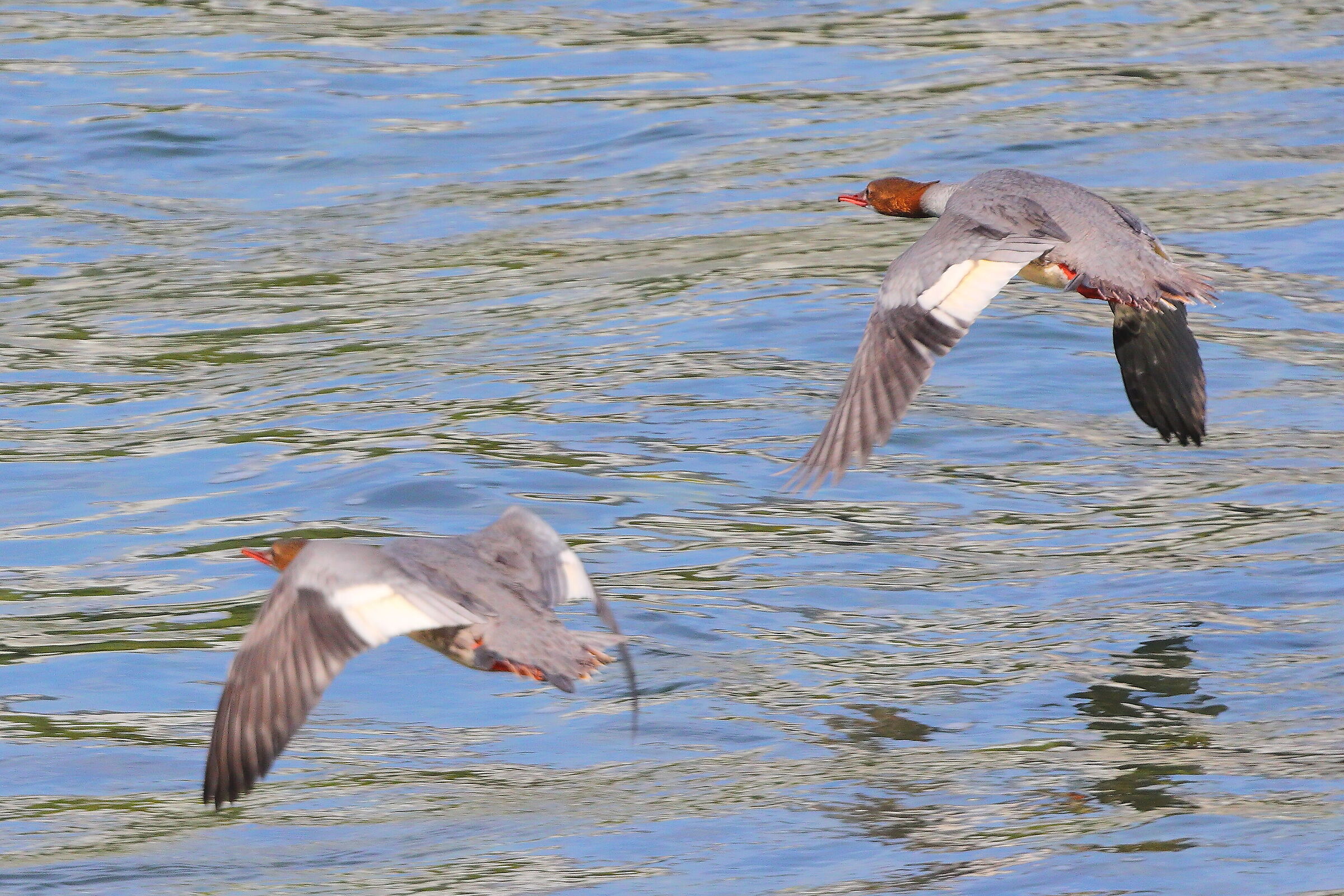 Smerghi F 16 settembre 2025 - 0235