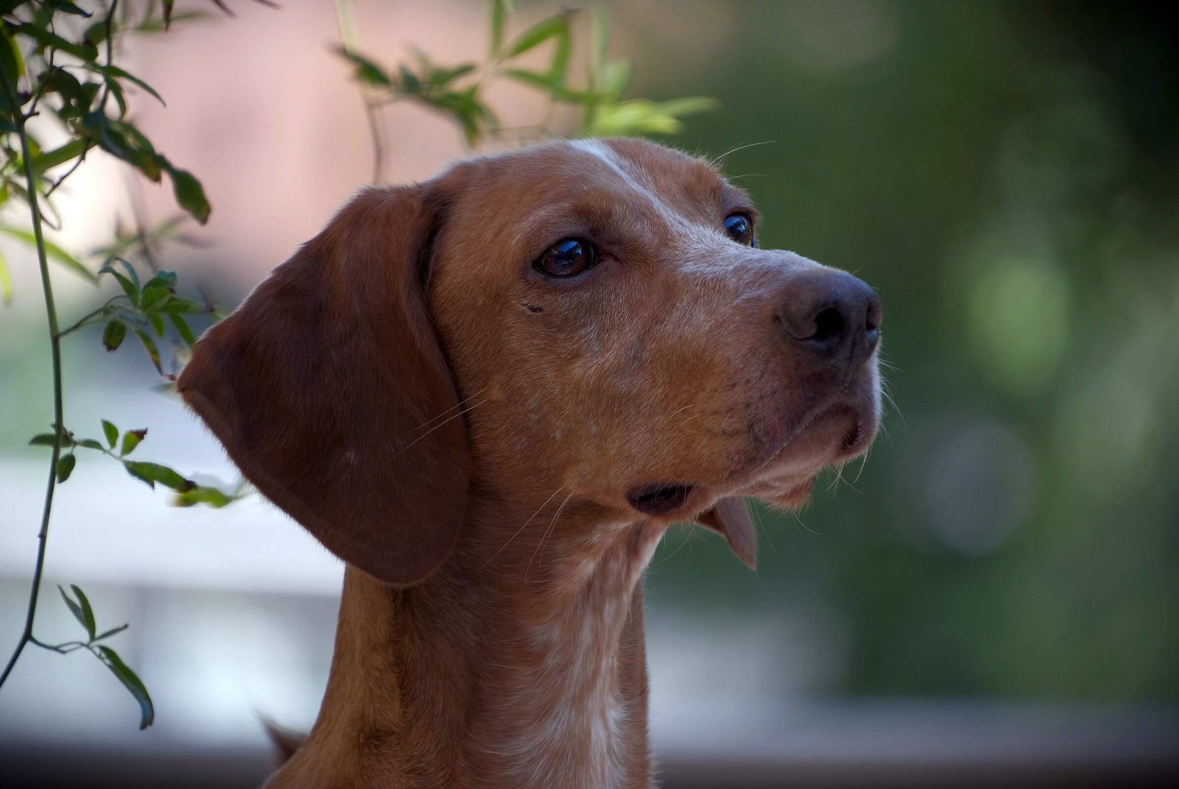 Lui è Saetta e sta puntando un gatto.