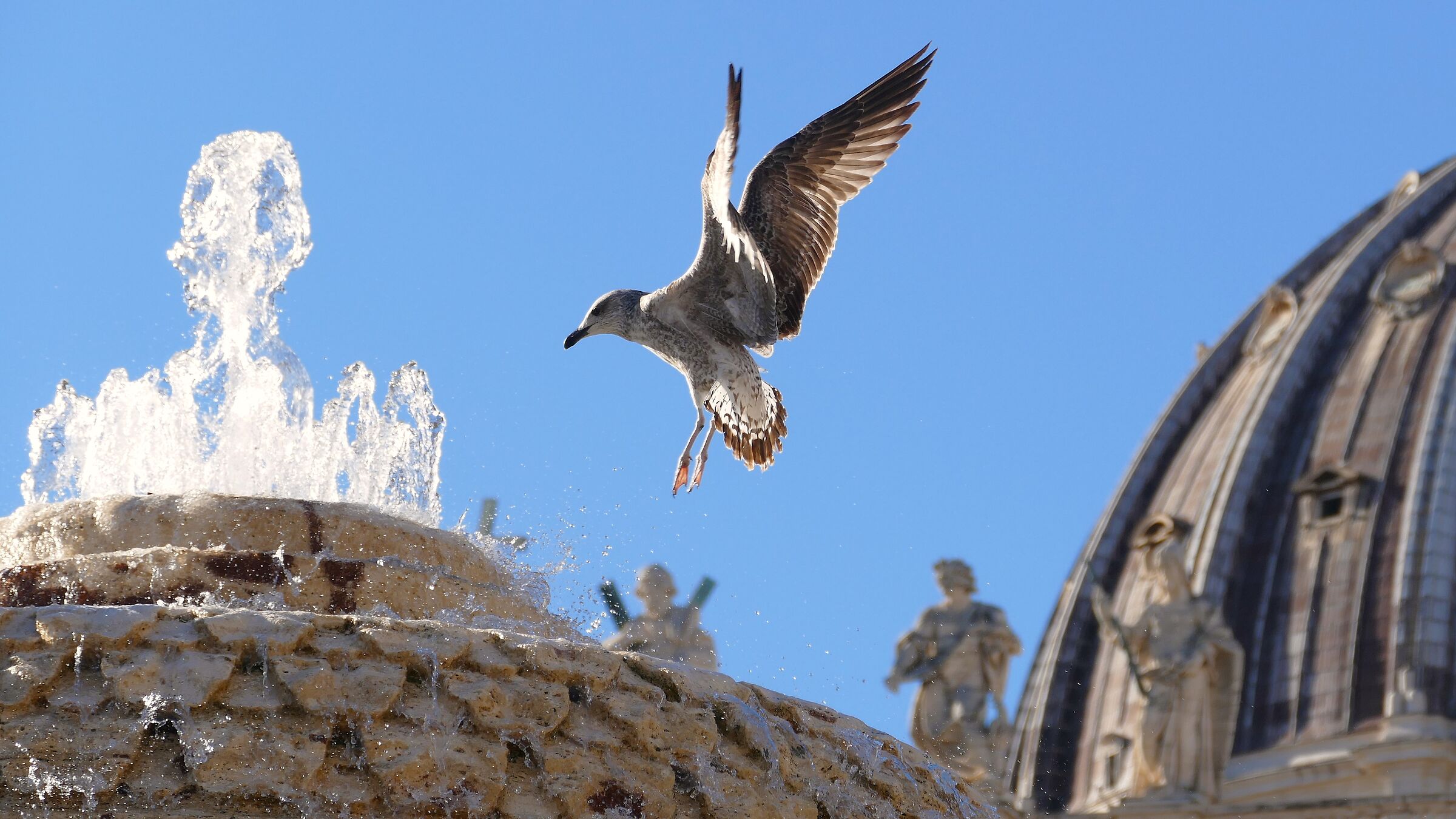 Gabbiano in volo a Piazza San Pietro.
