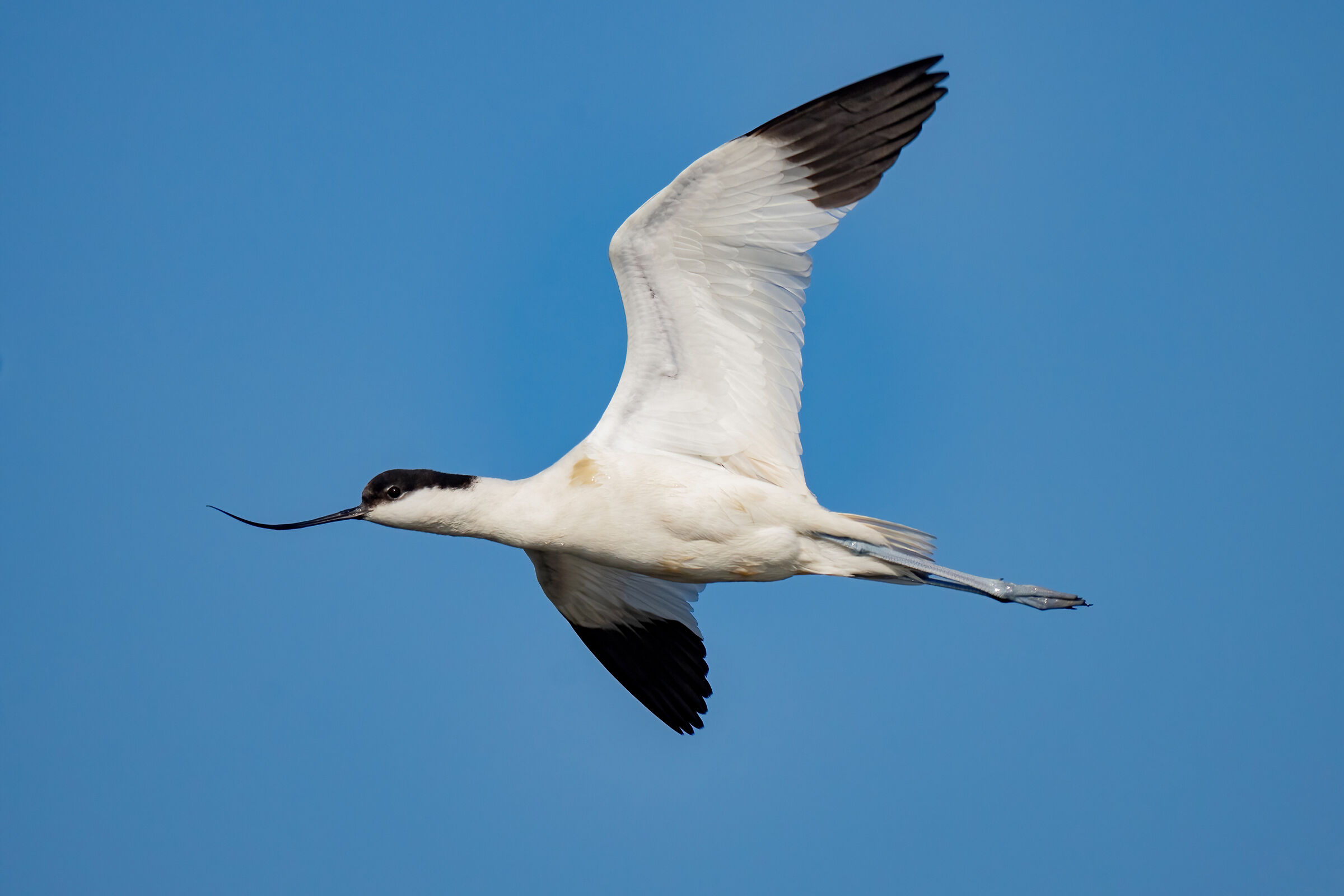 Avocet (Recurvirostra avosetta)