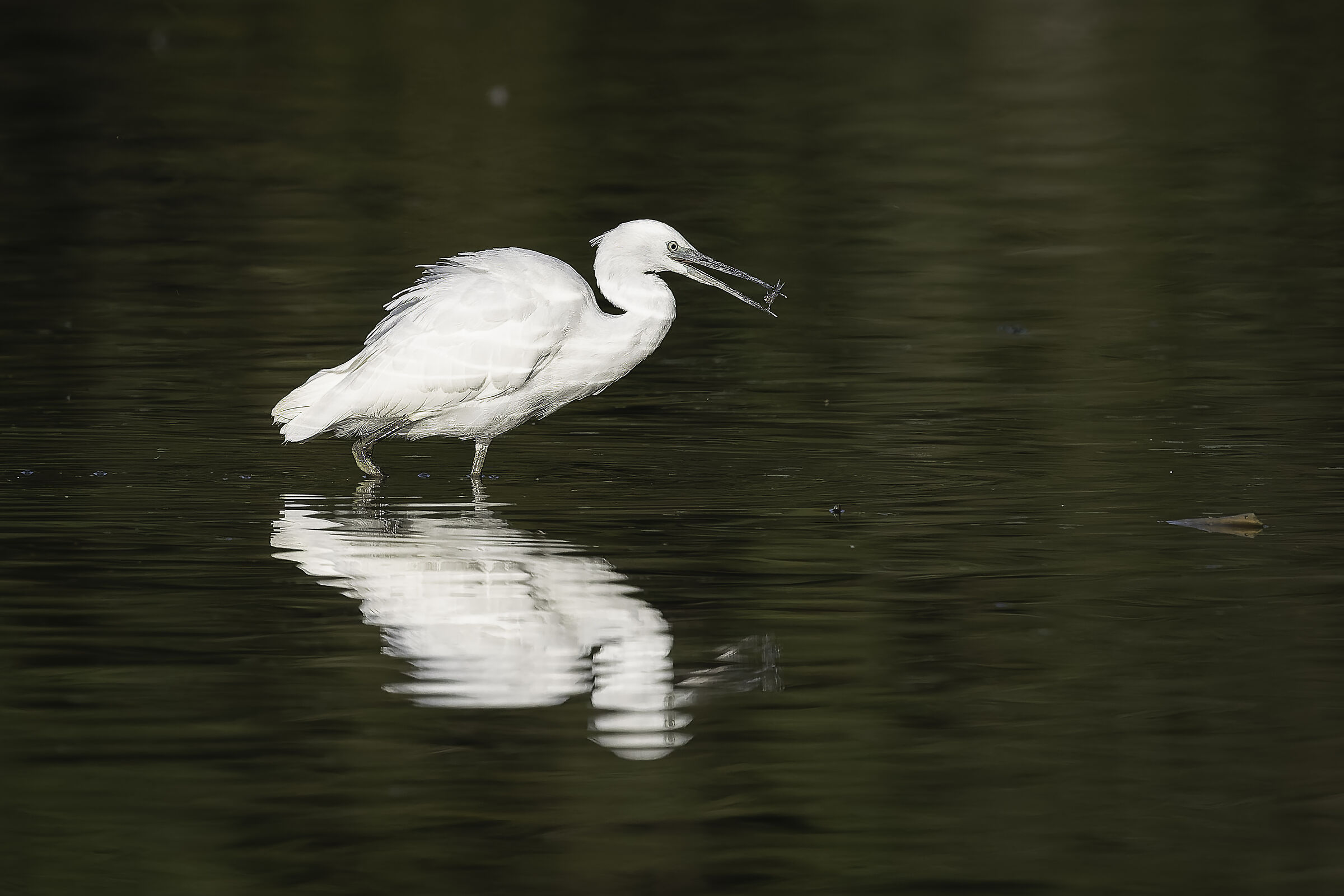 Egretta garzetta...a colazione