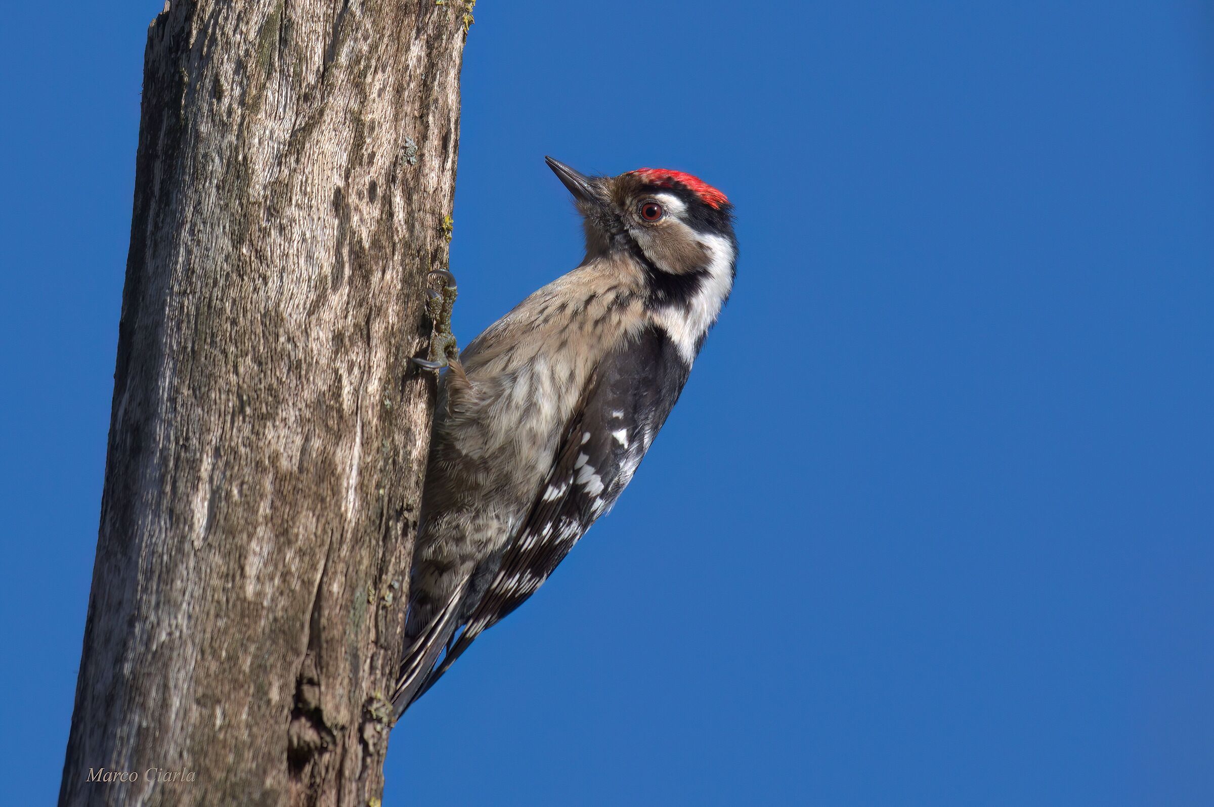 Lesser Spotted Woodpecker (Dryobates minor)