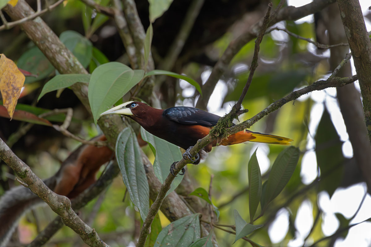 Oropendola di Wagler