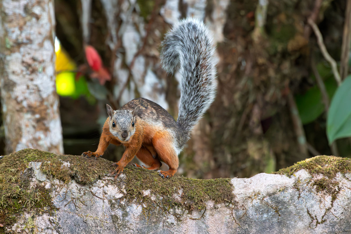 Scoiattolo variegato